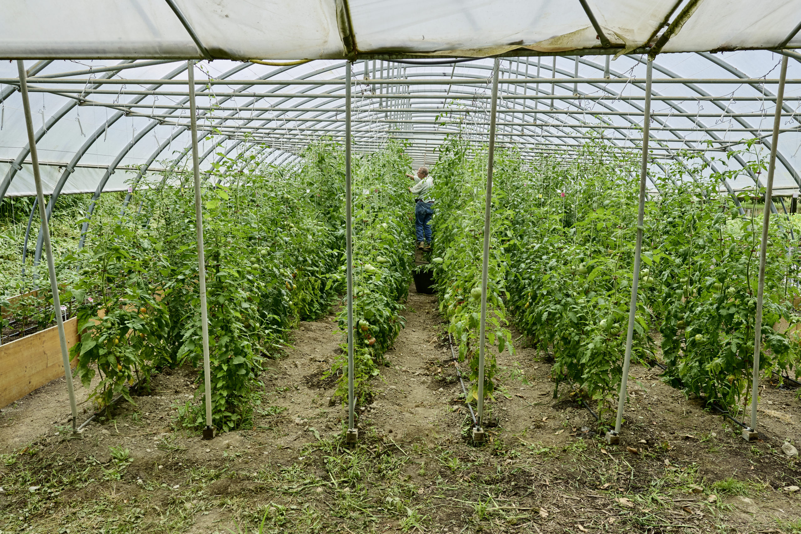 https://www.terrenature.ch/app/uploads/2024/08/05_Tomate1-scaled.jpeg