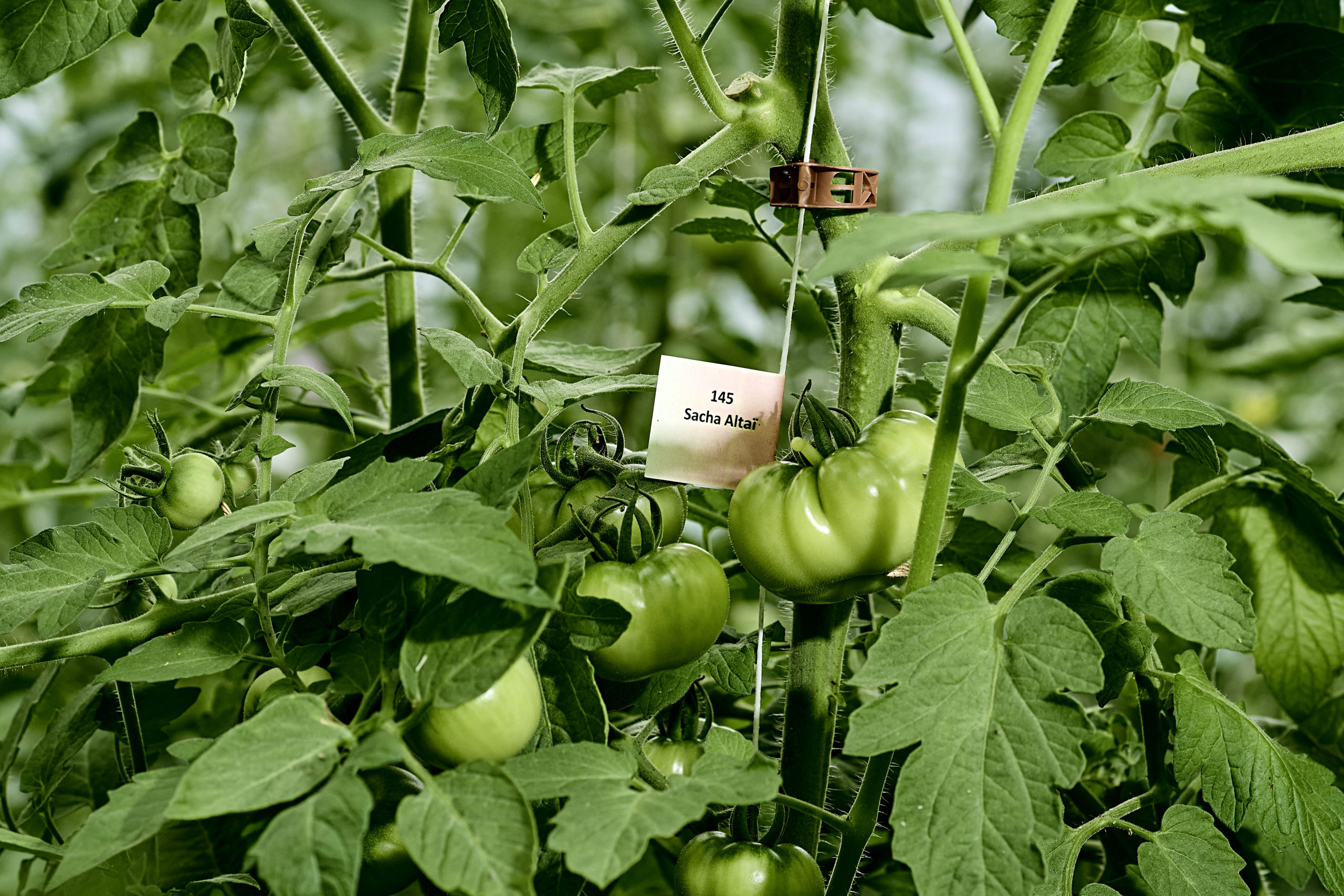 https://www.terrenature.ch/app/uploads/2024/08/05_Tomate19-scaled.jpeg