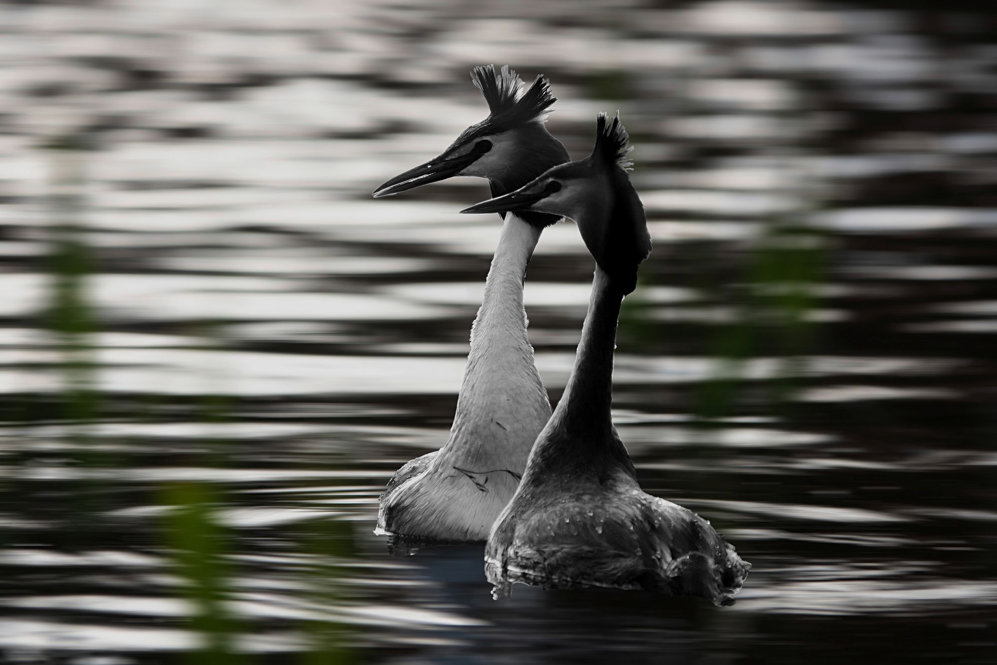 https://www.terrenature.ch/app/uploads/2024/10/08_2_La-danse-des-grebes_cat1_coupdecoeur.jpeg