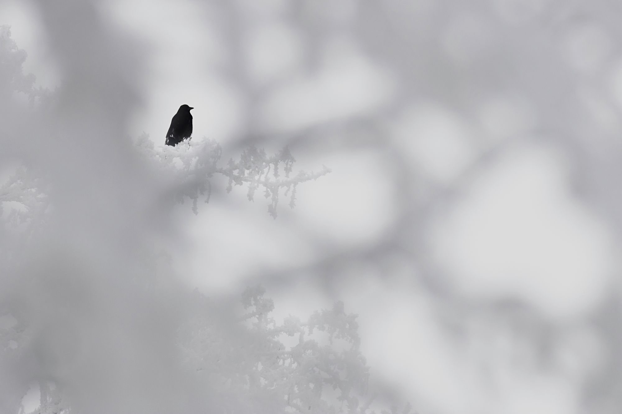 https://www.terrenature.ch/app/uploads/2024/10/08_37_Corneille_-cat2_coupdecoeur.jpeg