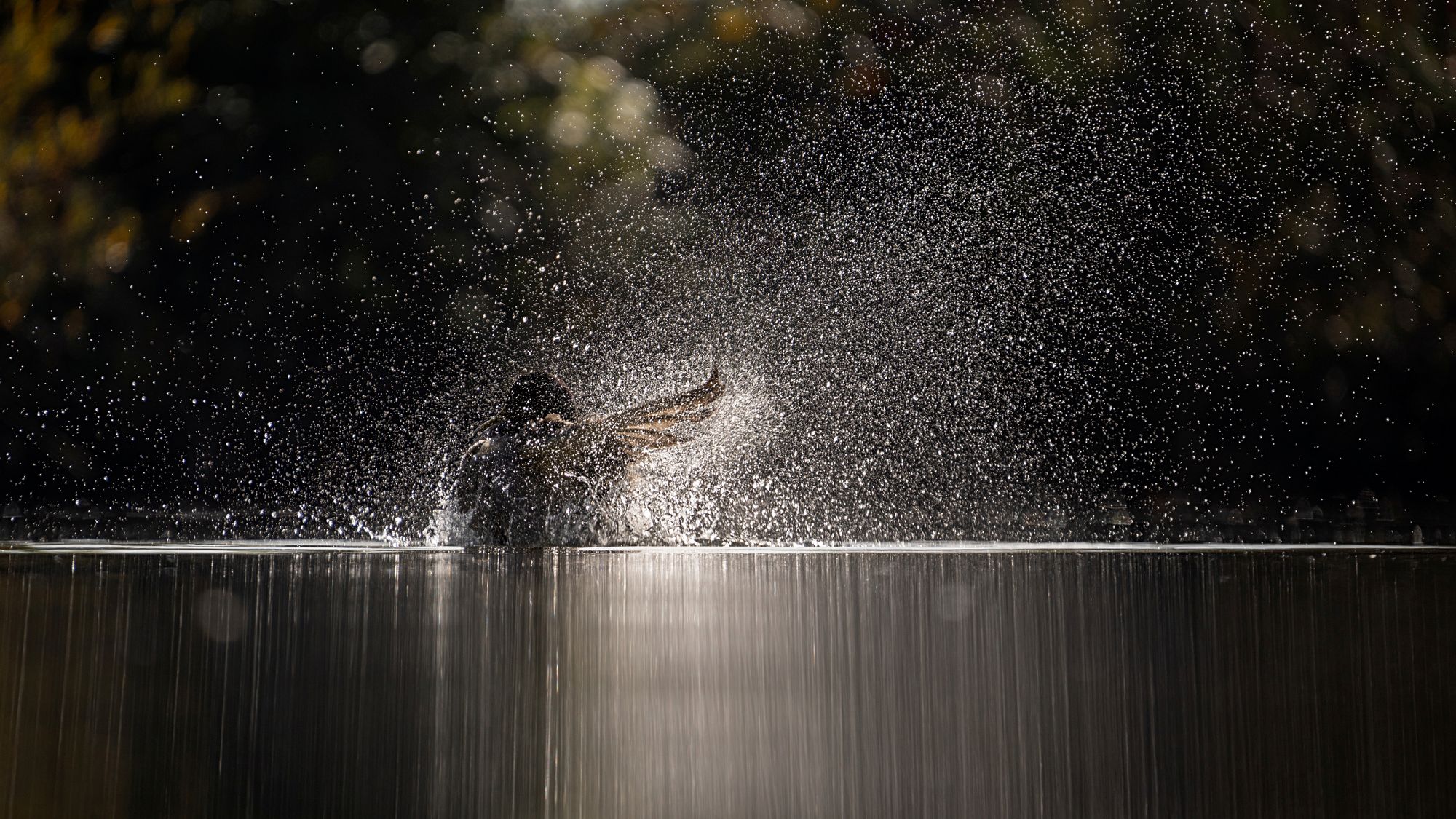 https://www.terrenature.ch/app/uploads/2024/10/08_87_La-danse-du-colvert_cat2_coupdecoeur.jpeg