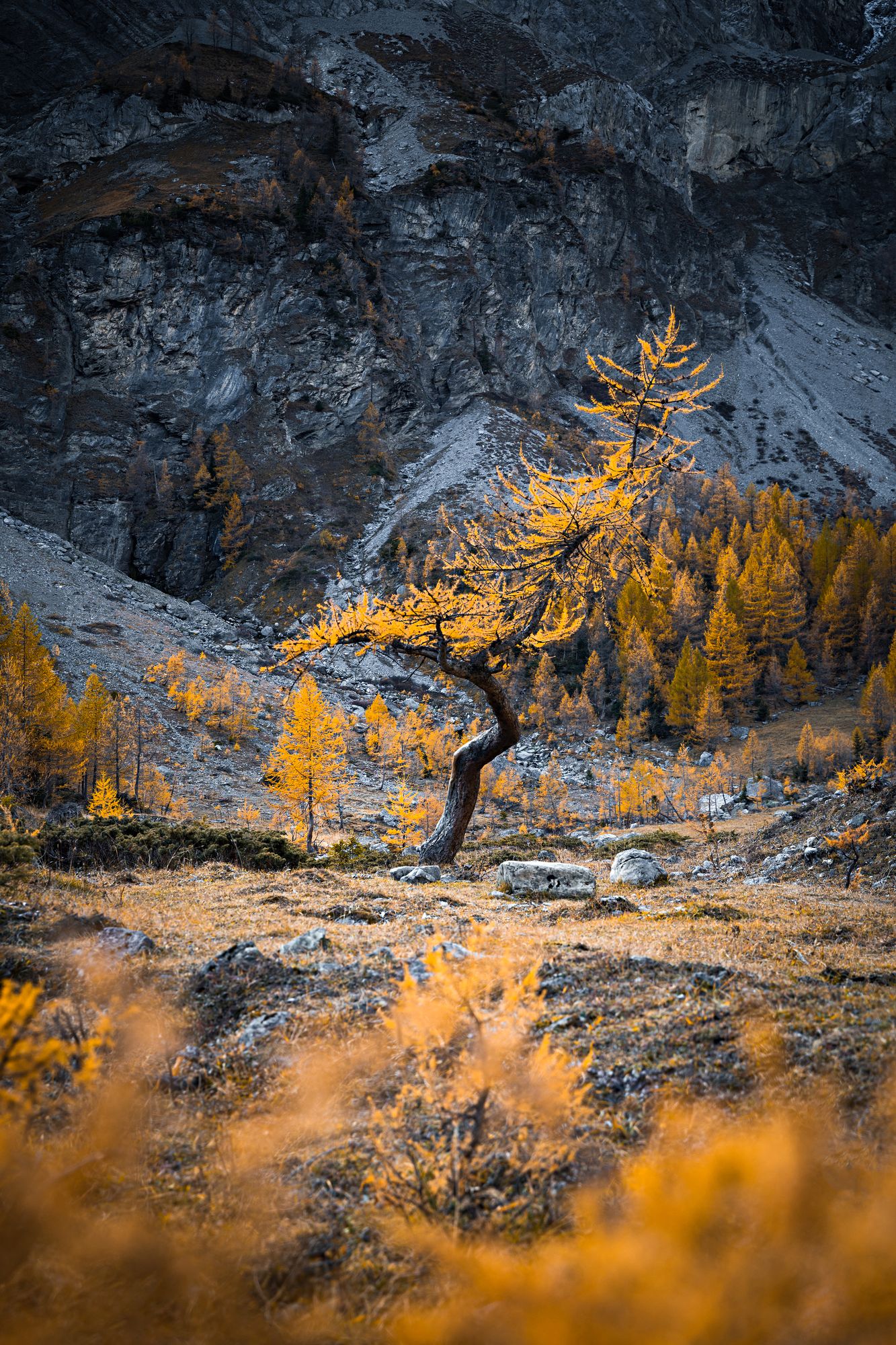 https://www.terrenature.ch/app/uploads/2024/11/09_Automne_3.jpeg