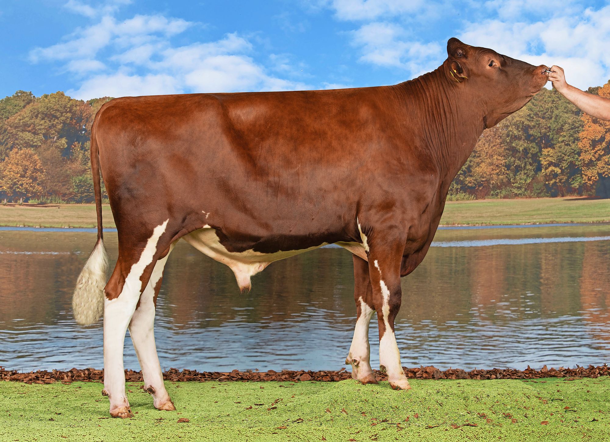 https://www.terrenature.ch/app/uploads/2025/04/05_taureau_SLICK_THERMO.jpeg