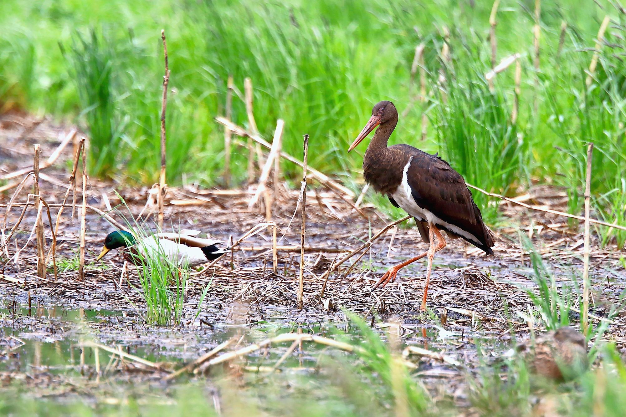 https://www.terrenature.ch/app/uploads/2025/04/08_02_cigogne_noire_5102-1.jpeg