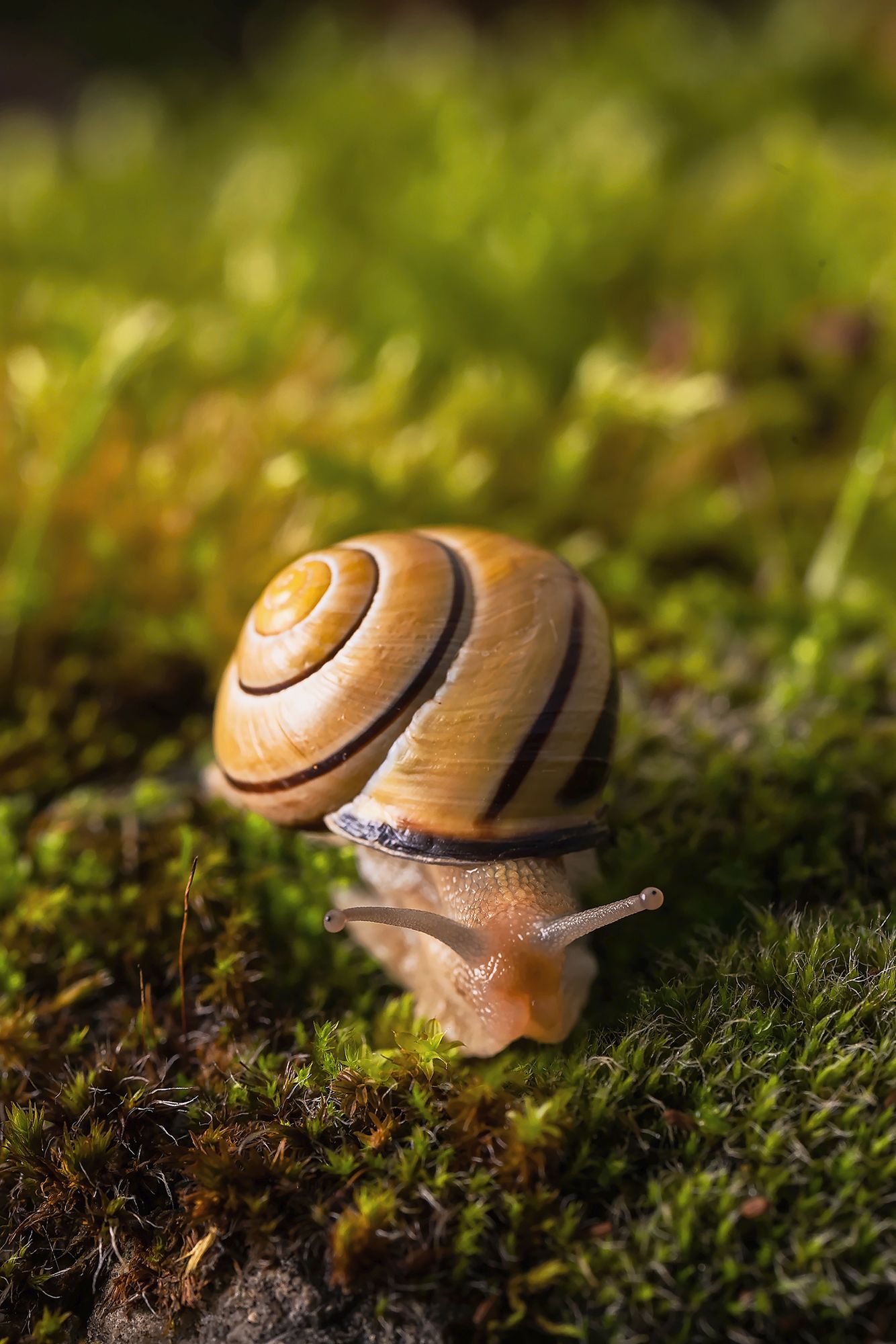 https://www.terrenature.ch/app/uploads/2025/04/08_cepaea_nemoralis_lz83243_cr_stephane_vitzthum.jpeg