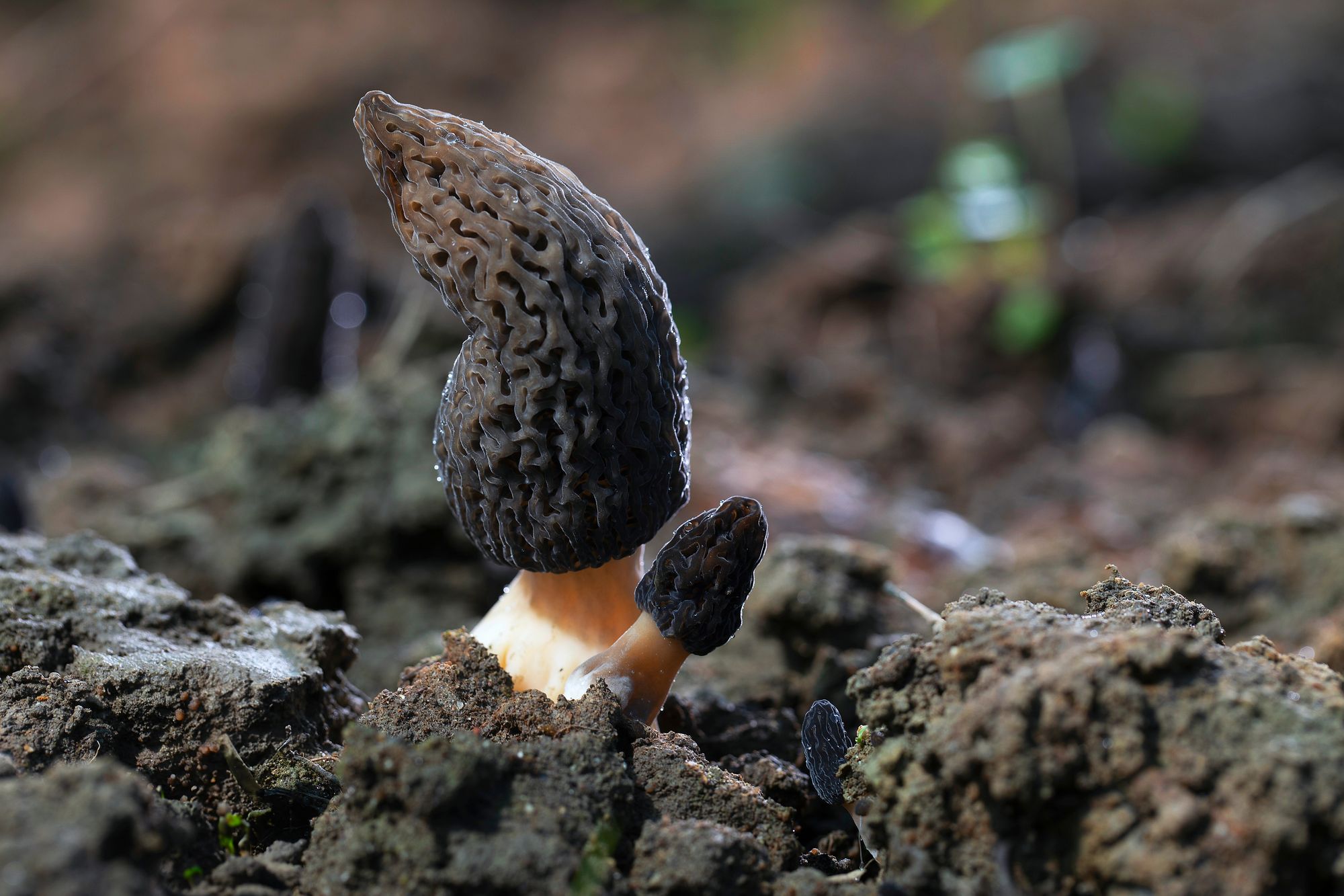 https://www.terrenature.ch/app/uploads/2025/04/15_MORILLES_E-CURRAT-6.jpeg