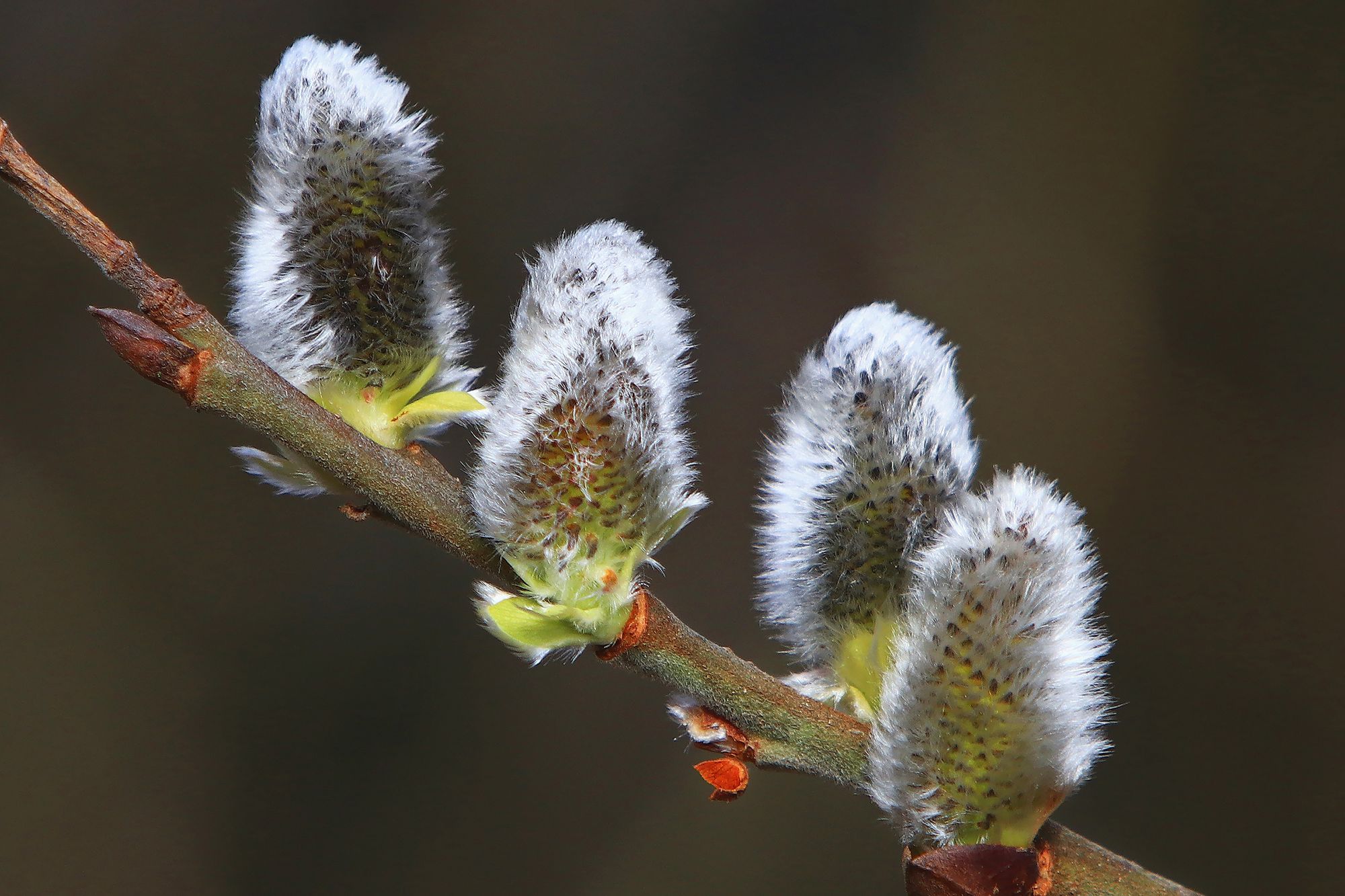 https://www.terrenature.ch/app/uploads/2025/05/08_05_saule_marsault_chaton_5375.jpeg