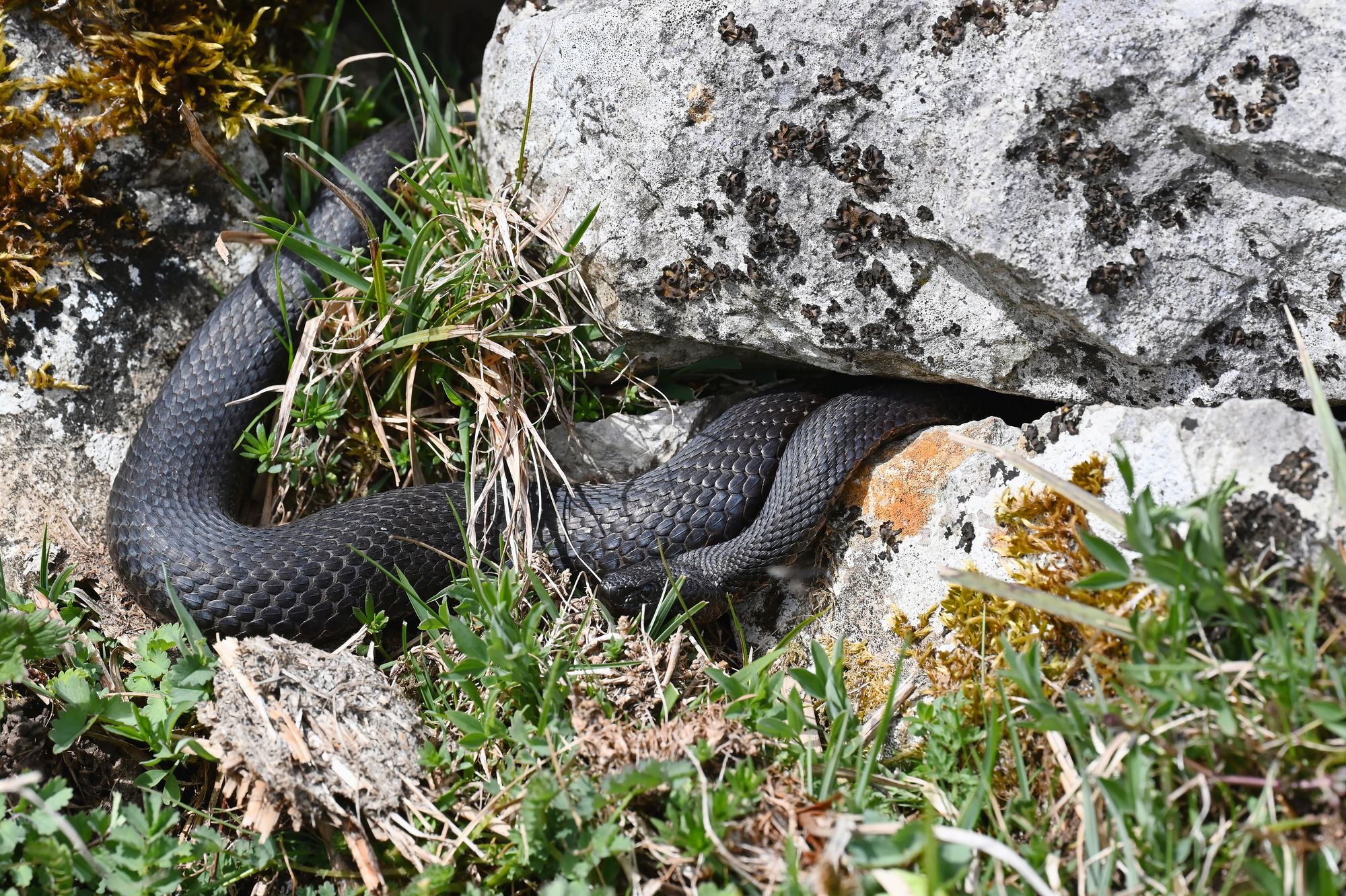 https://www.terrenature.ch/app/uploads/2025/05/08_DSC_0730_2.jpeg