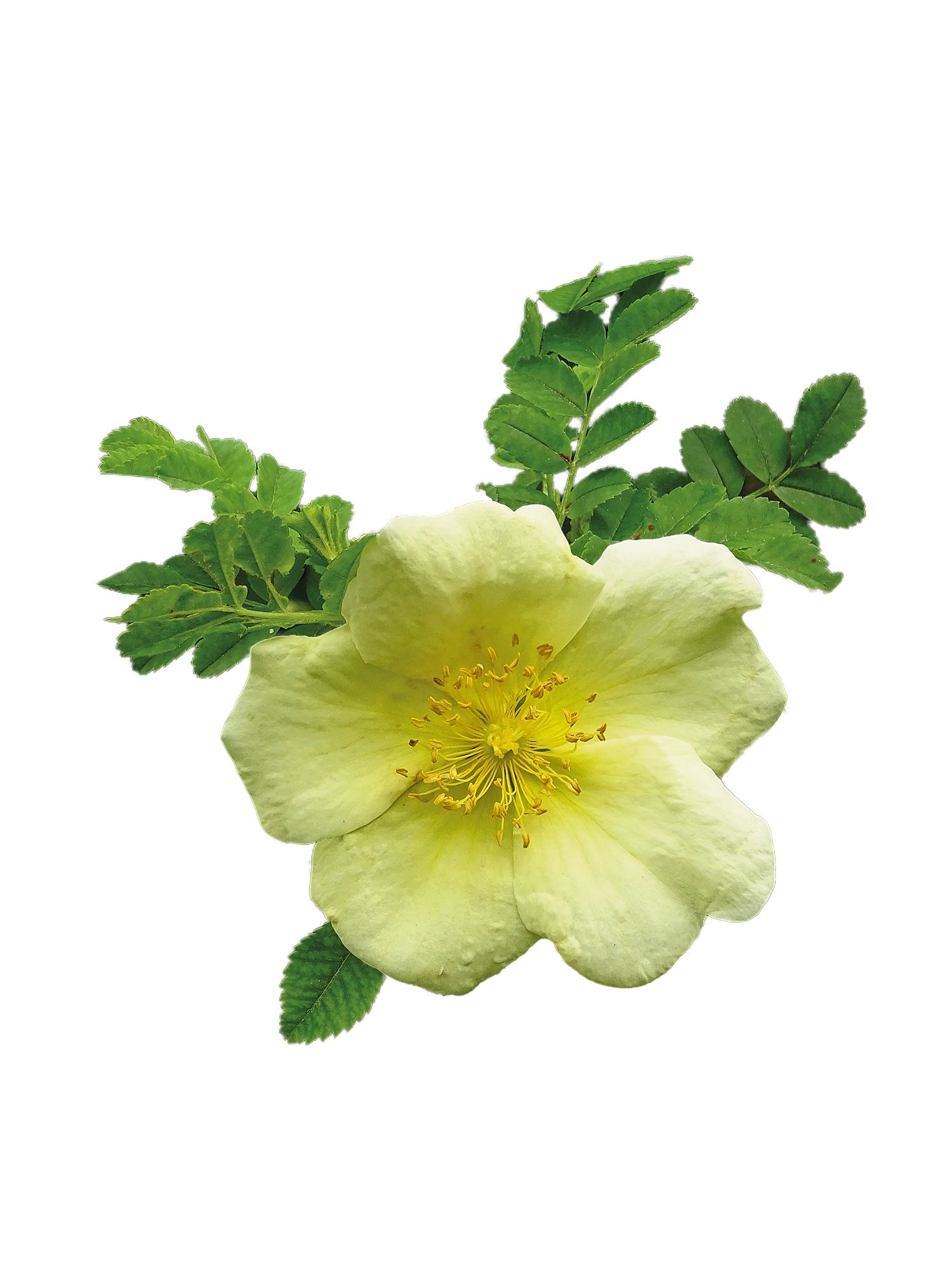 https://www.terrenature.ch/app/uploads/2025/05/21_primulaAdet.jpeg