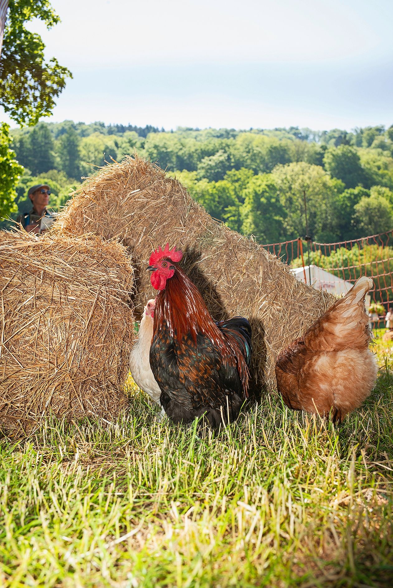 https://www.terrenature.ch/app/uploads/2025/05/28_L1005161.jpeg
