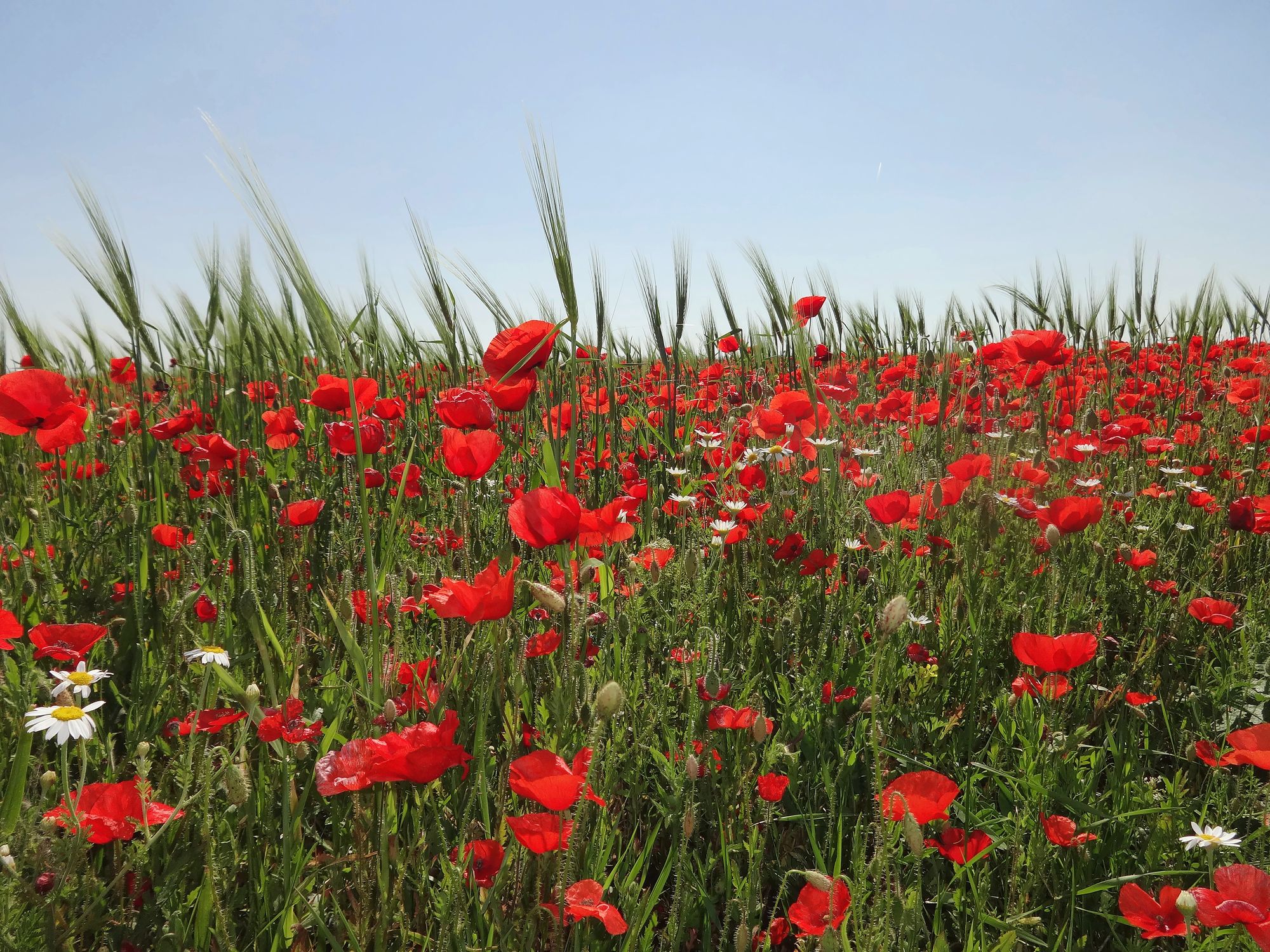 https://www.terrenature.ch/app/uploads/2025/05/8_coquelicot.jpeg