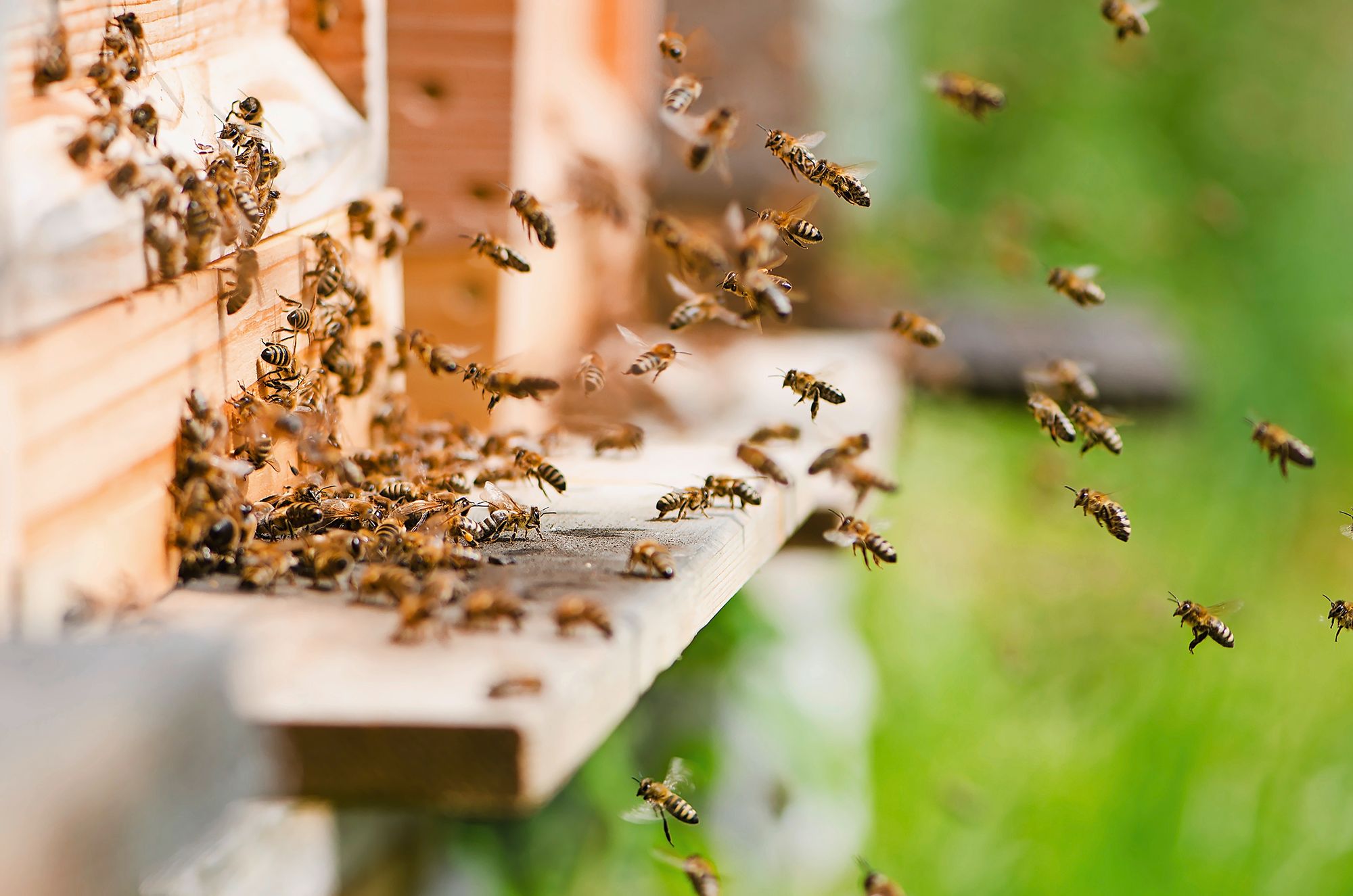 https://www.terrenature.ch/app/uploads/2025/06/06_AdobeStock_89758586.jpeg