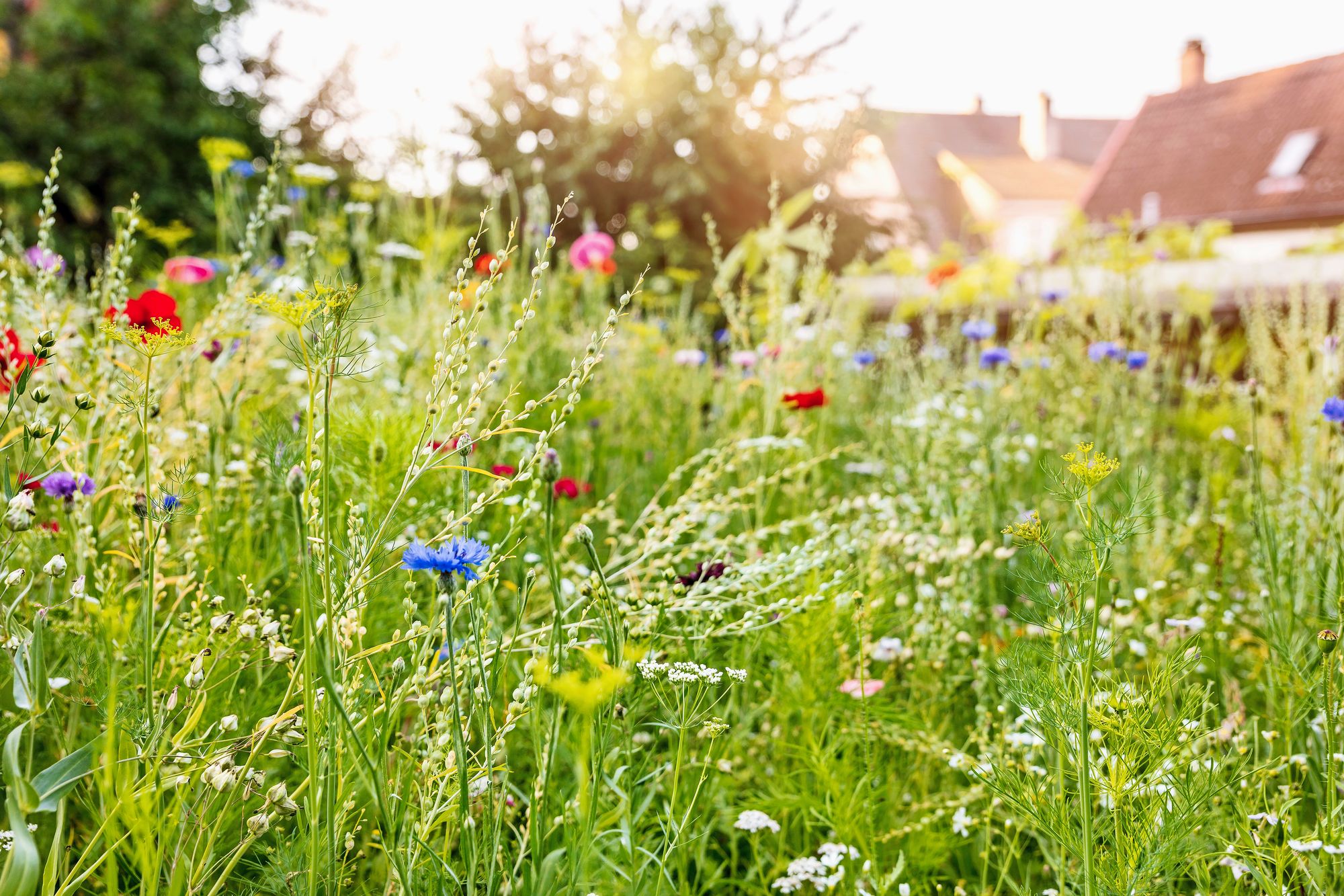 https://www.terrenature.ch/app/uploads/2025/06/08_AdobeStock_325977917.jpeg