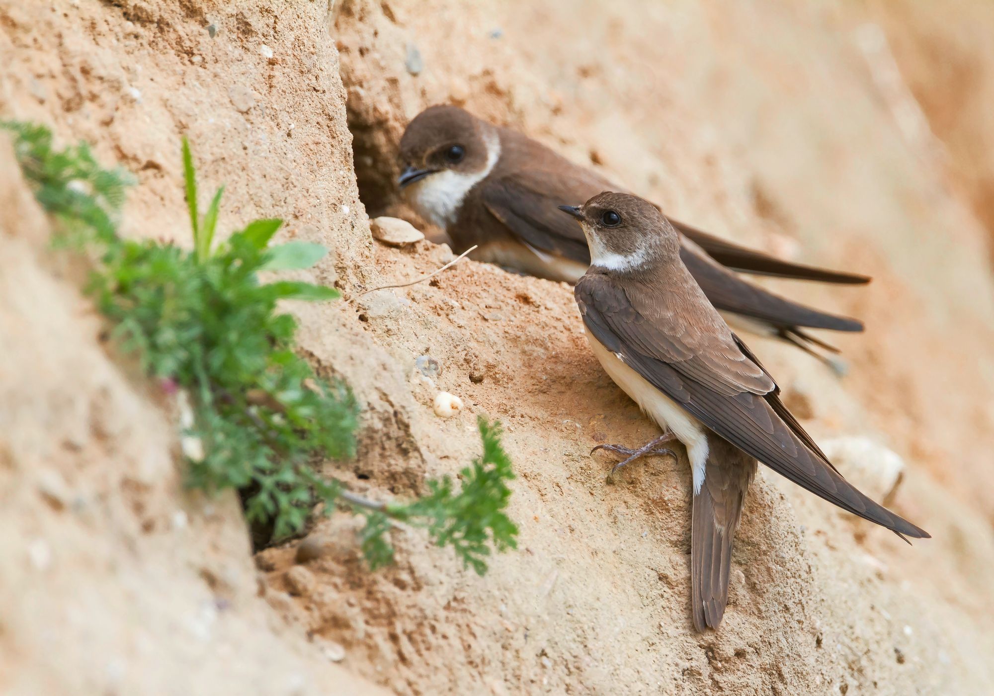 https://www.terrenature.ch/app/uploads/2025/06/08_AdobeStock_403836232.jpeg