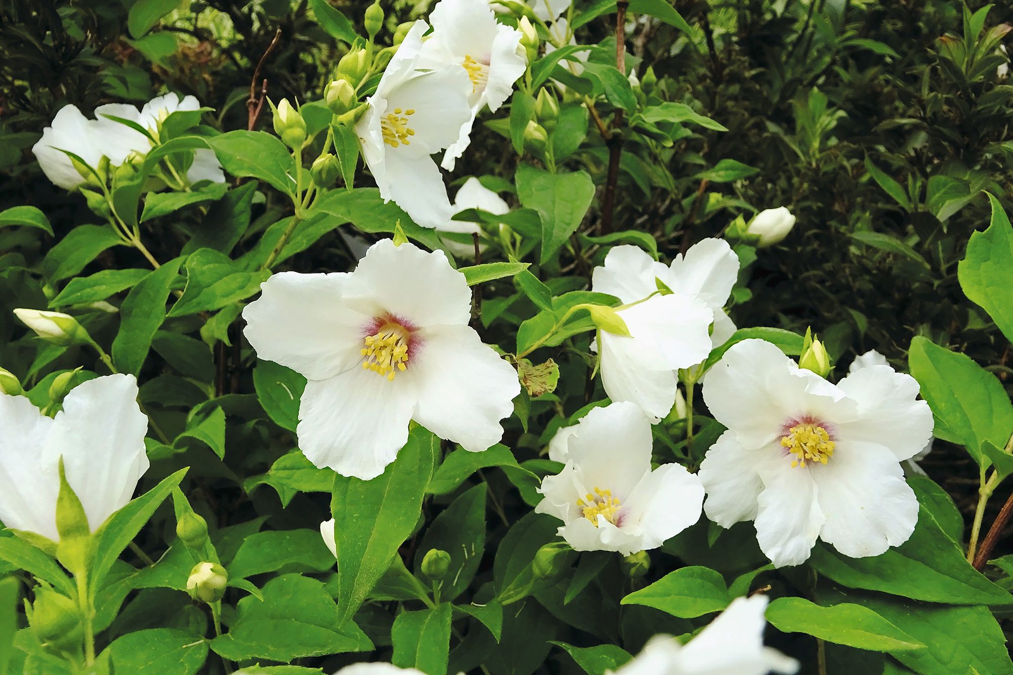 https://www.terrenature.ch/app/uploads/2025/06/21_belleetoile-senteuradeguster.jpeg