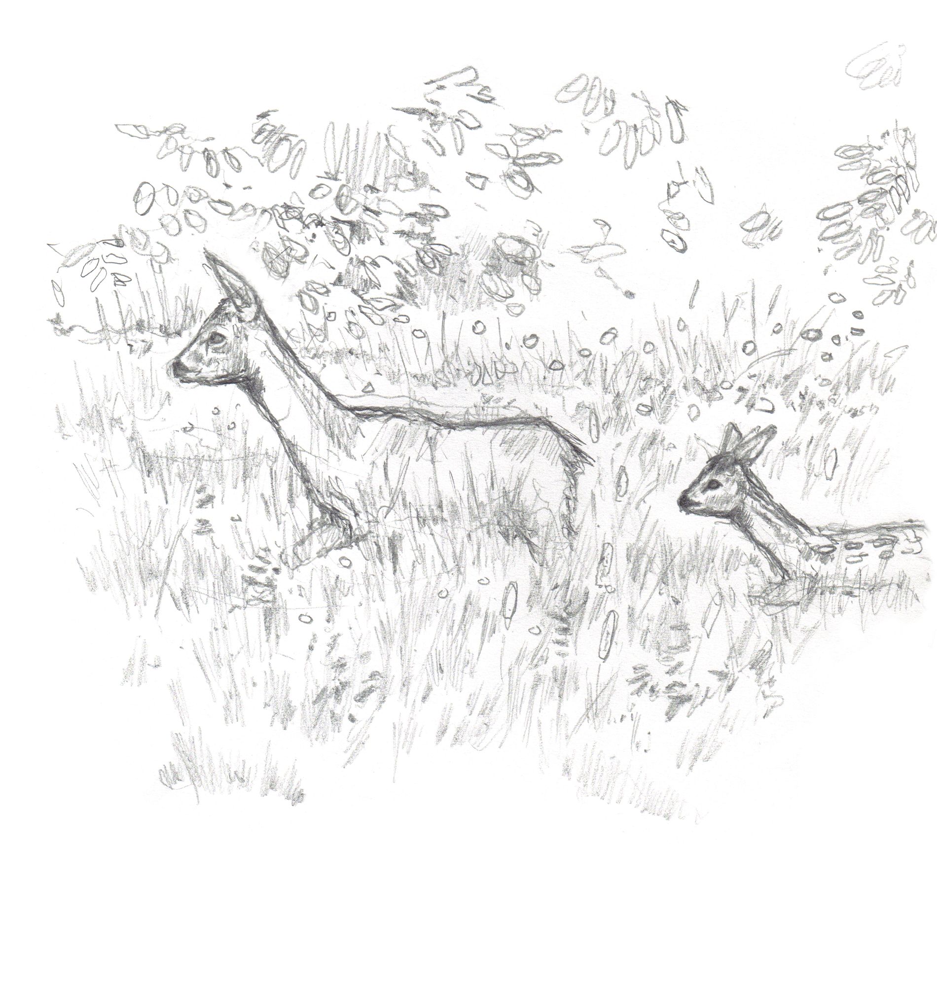 https://www.terrenature.ch/app/uploads/2025/06/8_chevrette-et-faon.jpeg