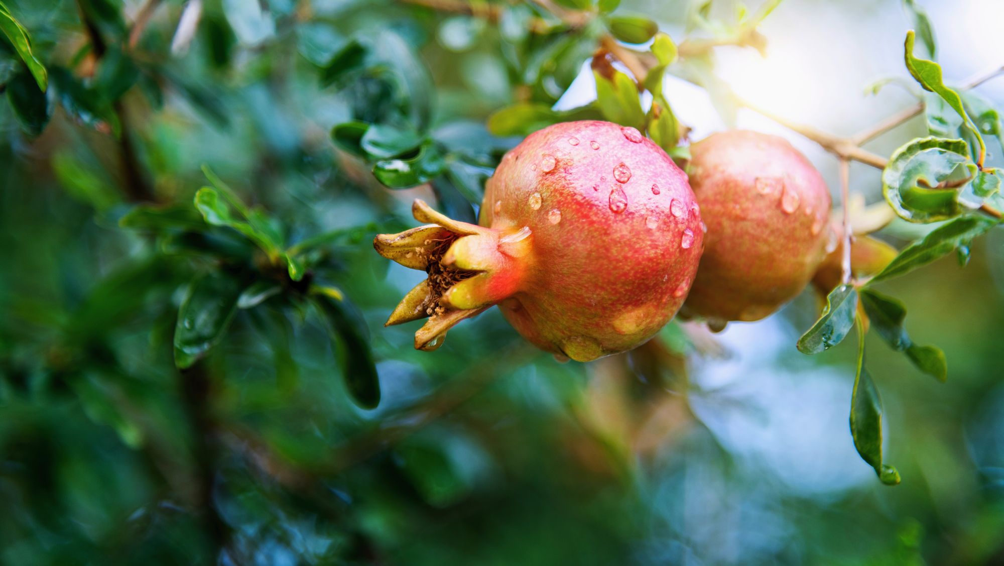 https://www.terrenature.ch/app/uploads/2025/07/03_AdobeStock_1200707679.jpeg