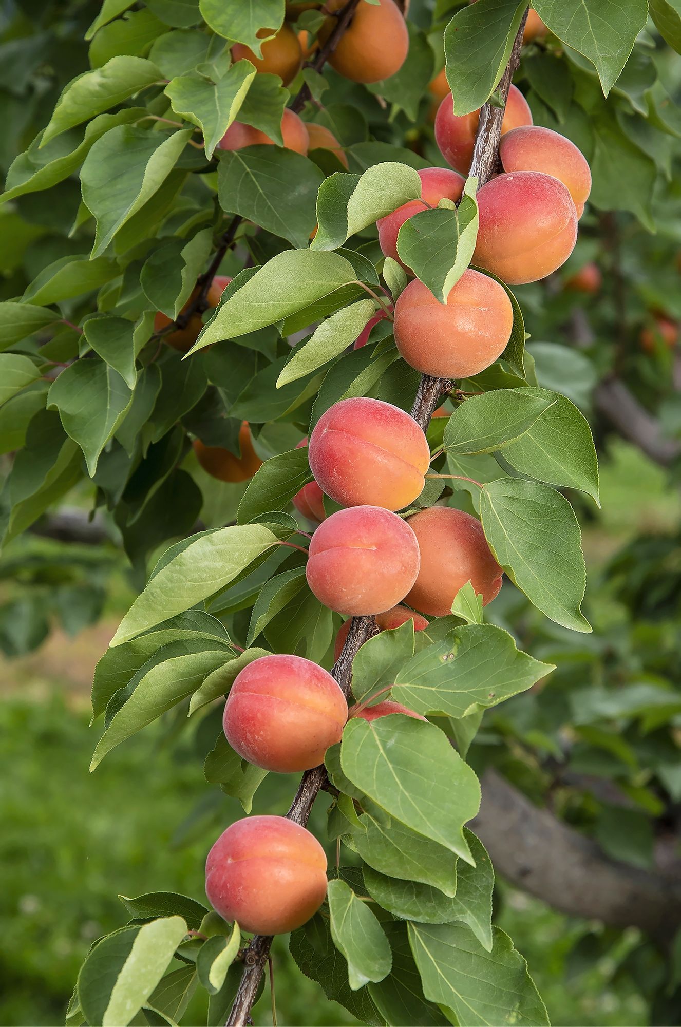 https://www.terrenature.ch/app/uploads/2025/07/05_53079.jpeg