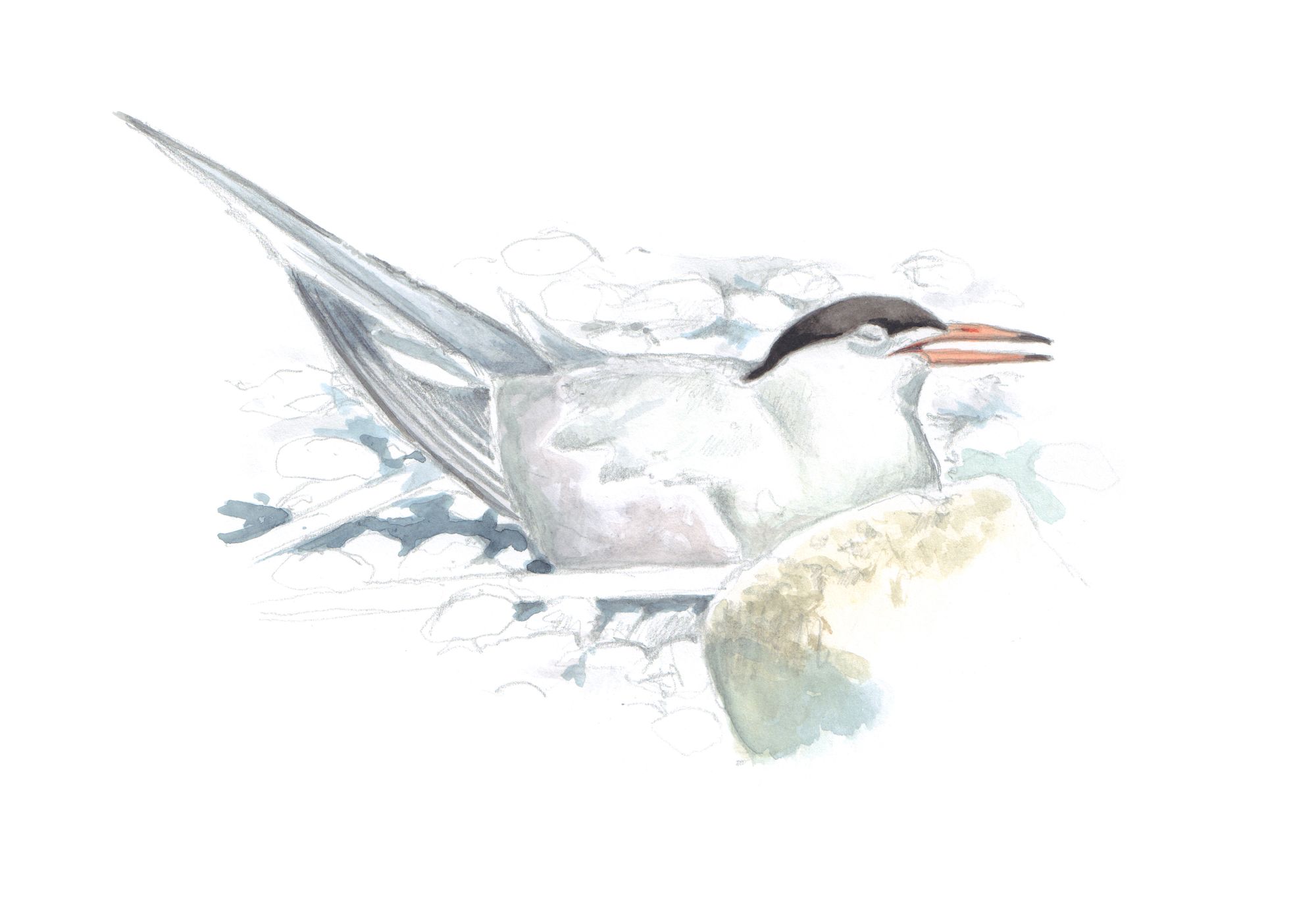 https://www.terrenature.ch/app/uploads/2025/07/08_aquarelle-de-sterne-couveuse.jpeg