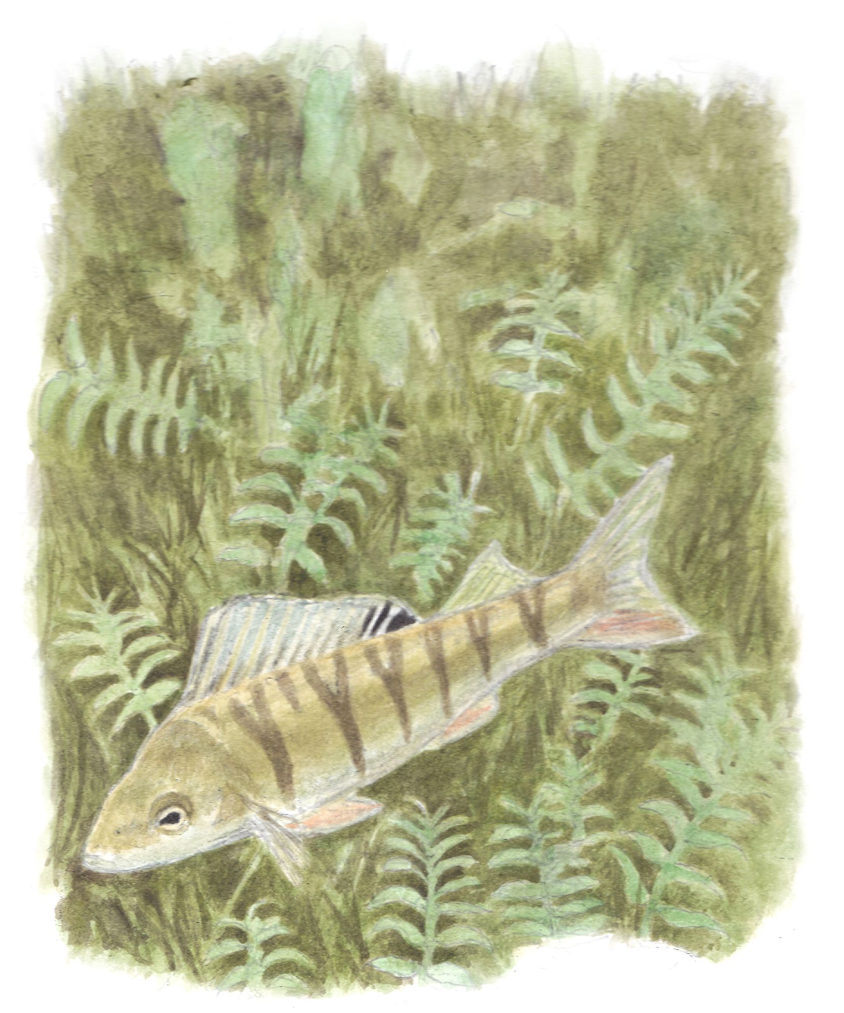 https://www.terrenature.ch/app/uploads/2025/07/11_perche.jpeg