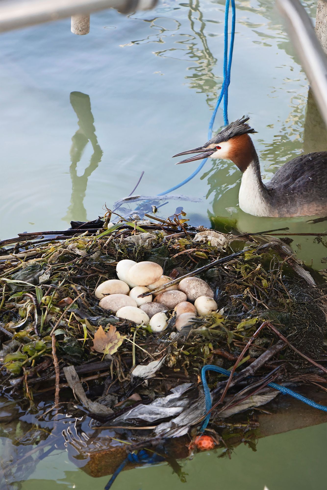 https://www.terrenature.ch/app/uploads/2025/07/BirdsCo-Nid.jpeg