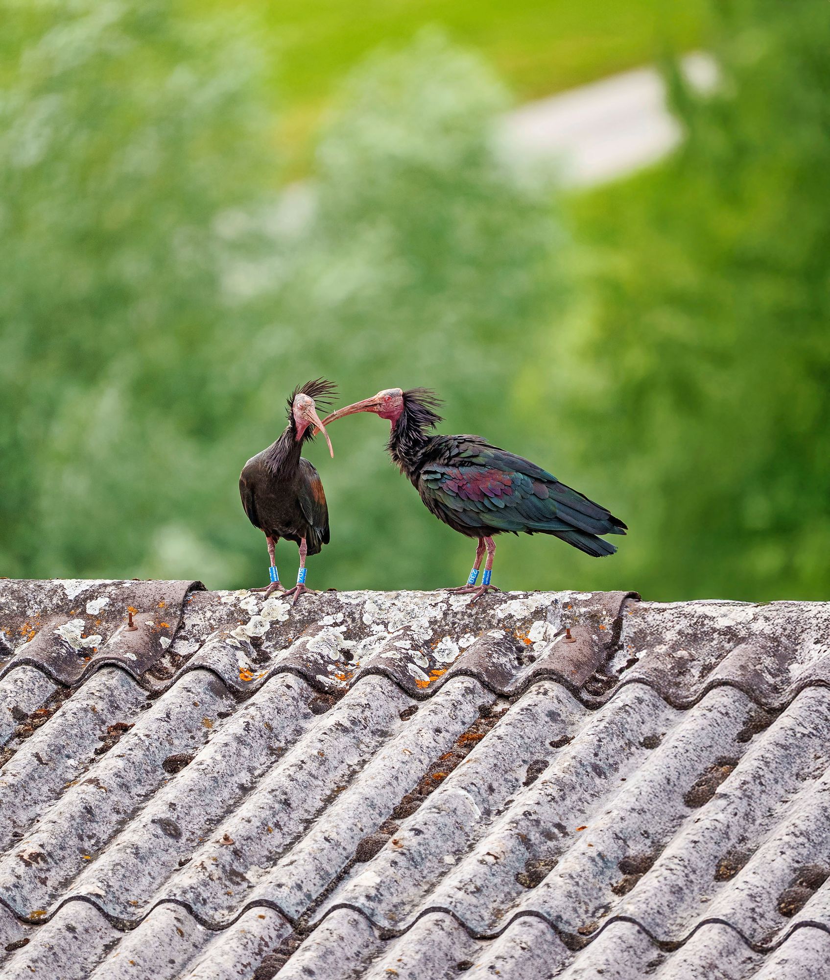 https://www.terrenature.ch/app/uploads/2025/08/03_Ibis_Upperview-14.jpeg