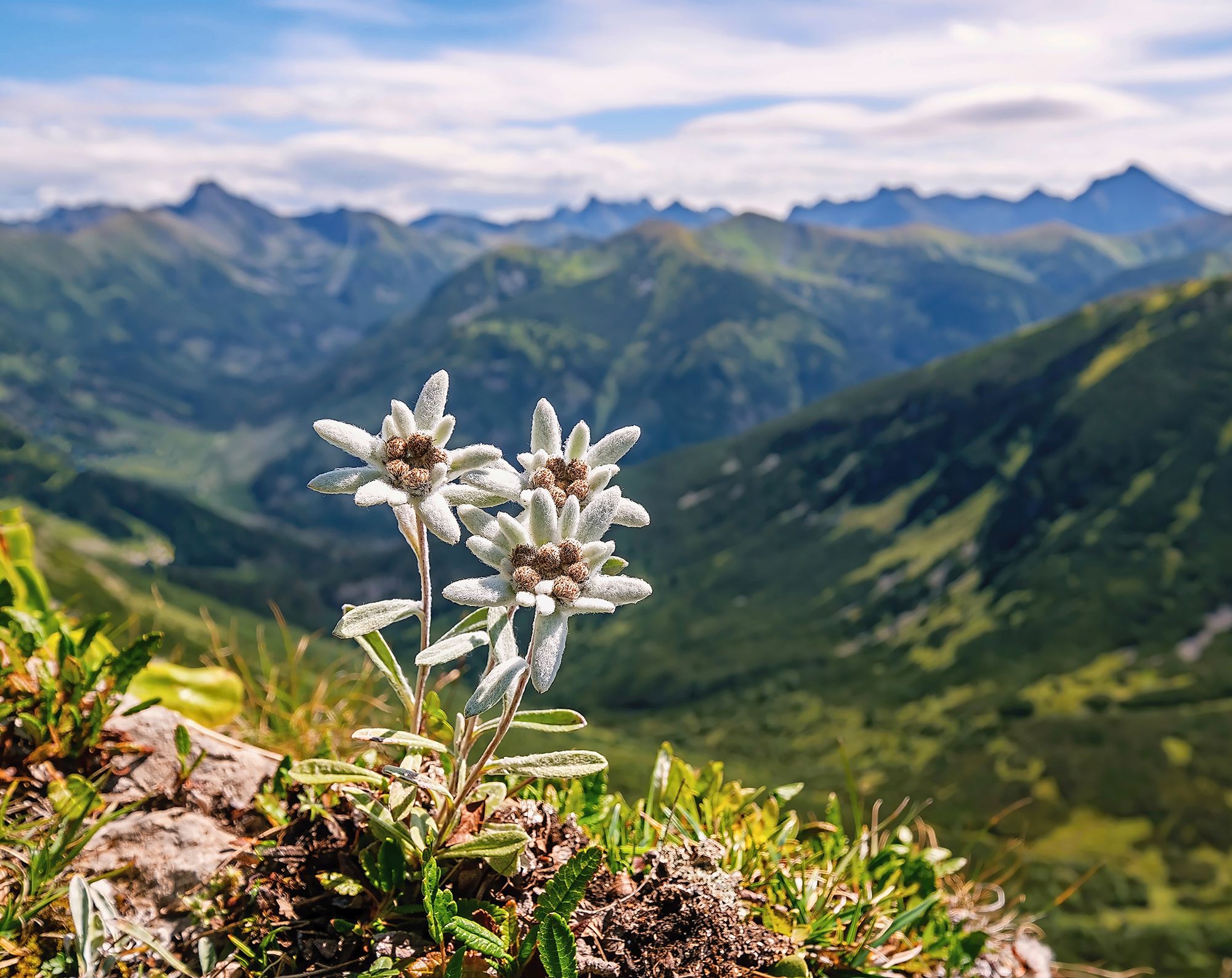 https://www.terrenature.ch/app/uploads/2025/08/07_AdobeStock_568130541.jpeg