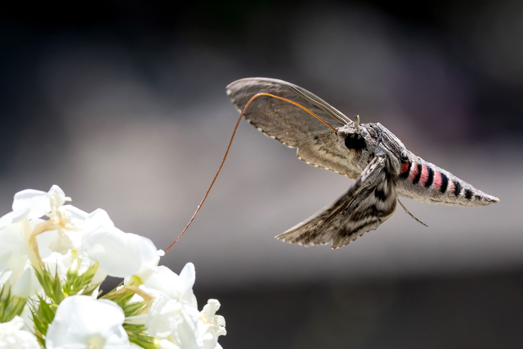 https://www.terrenature.ch/app/uploads/2025/08/09_Windenschwarmer_Agrius_convolvuli_Binn_VS_Schweiz-1.jpeg