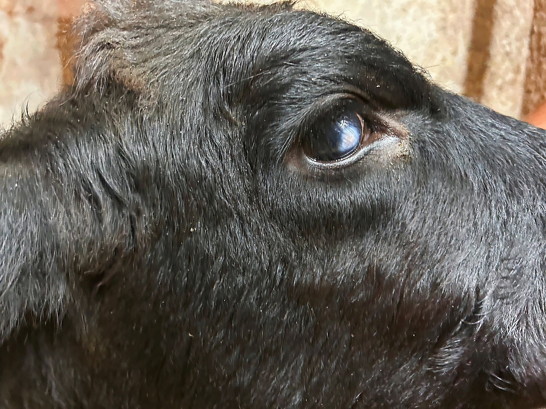 https://www.terrenature.ch/app/uploads/2025/08/33_chroniquereconv8.jpeg
