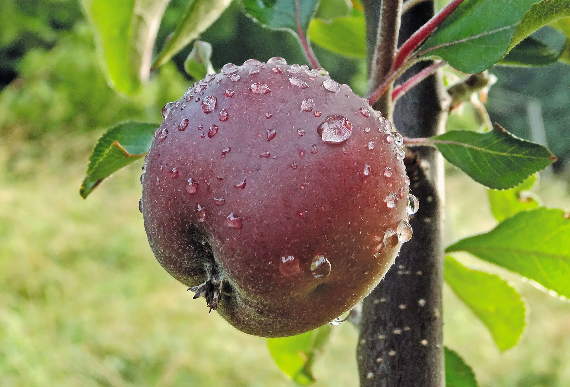 https://www.terrenature.ch/app/uploads/2025/09/11_pomme-chair-rouge.jpeg