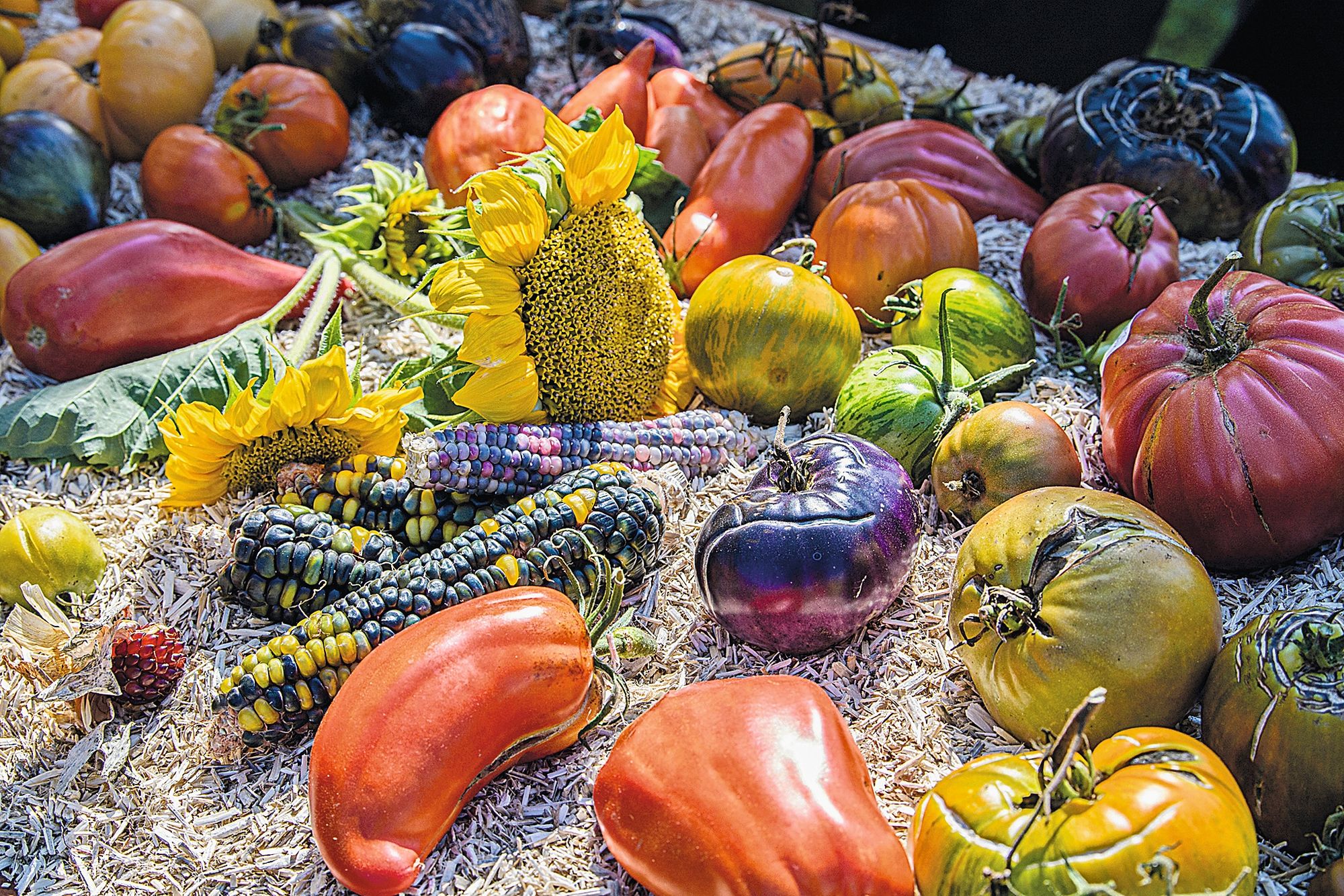 https://www.terrenature.ch/app/uploads/2025/09/16_2024.09.21_feteabeilleterroir_132-nd56665.jpeg