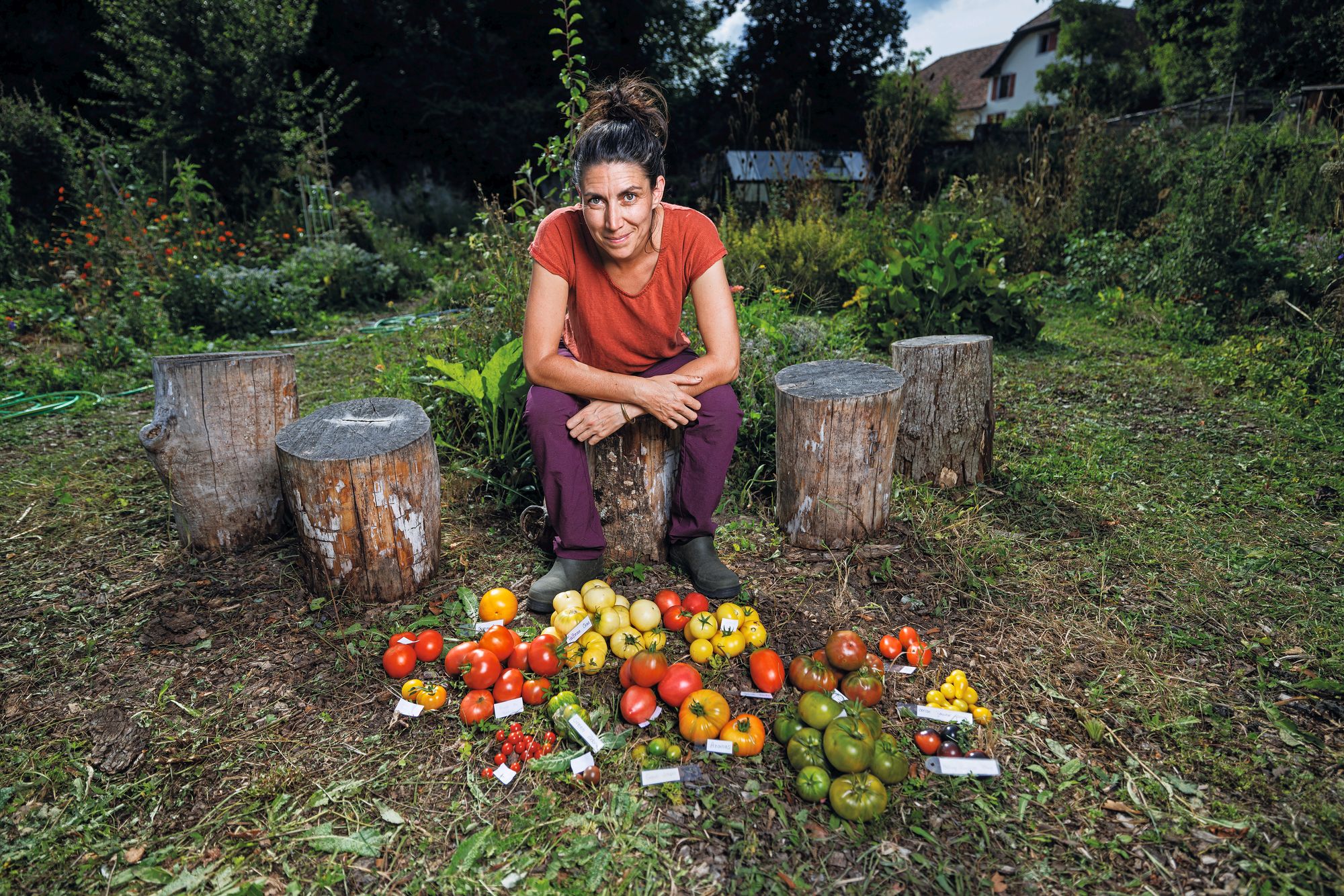 Tomates: au potager, il faut privilégier la diversité