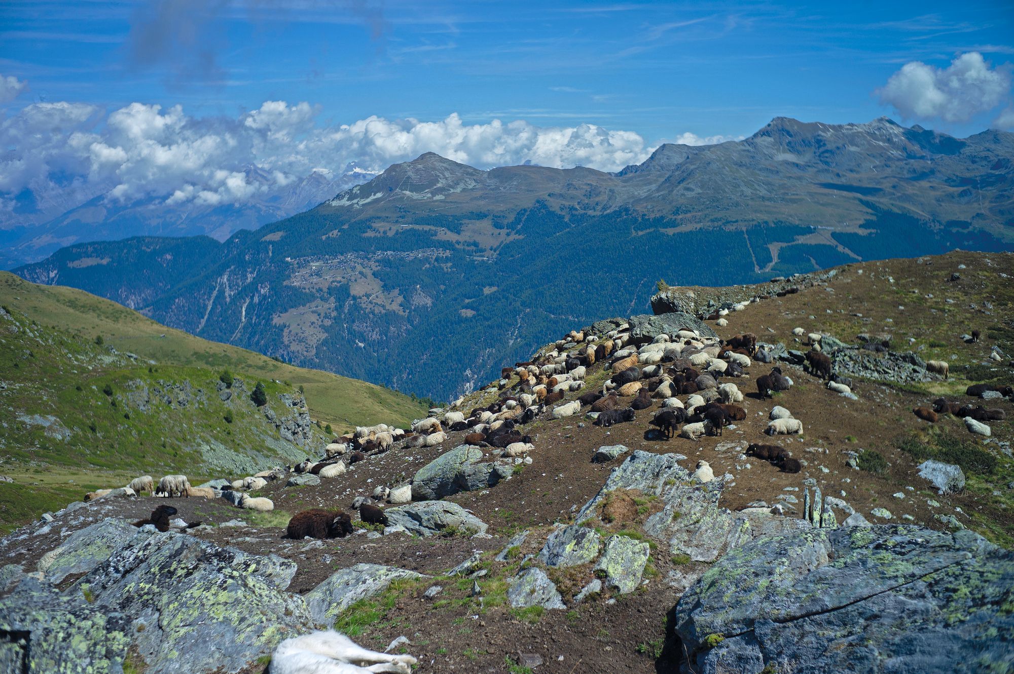 https://www.terrenature.ch/app/uploads/2025/09/24_SortieTNJ_Berger4.jpeg