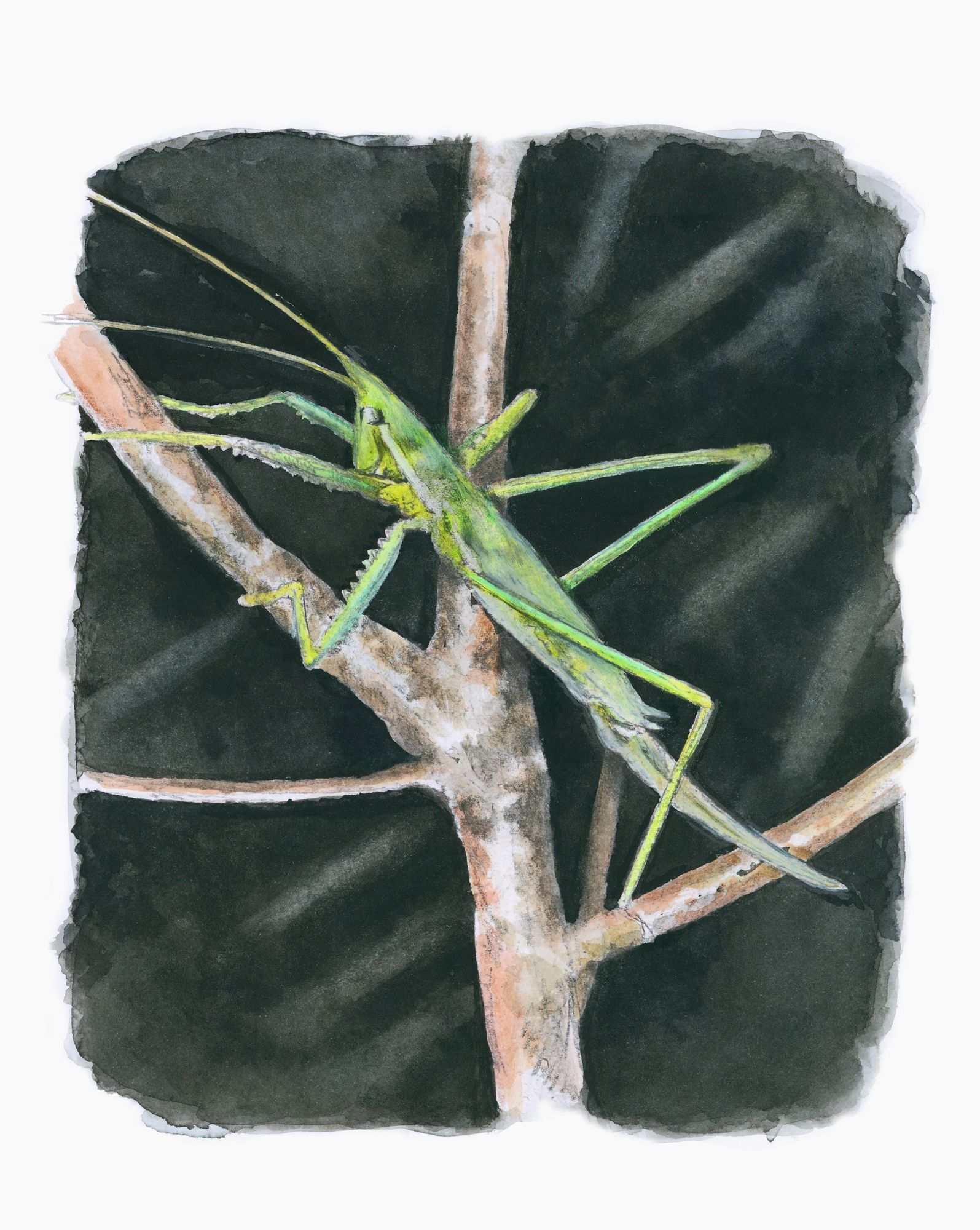 https://www.terrenature.ch/app/uploads/2025/09/7_aquarelle-magicienne.jpeg