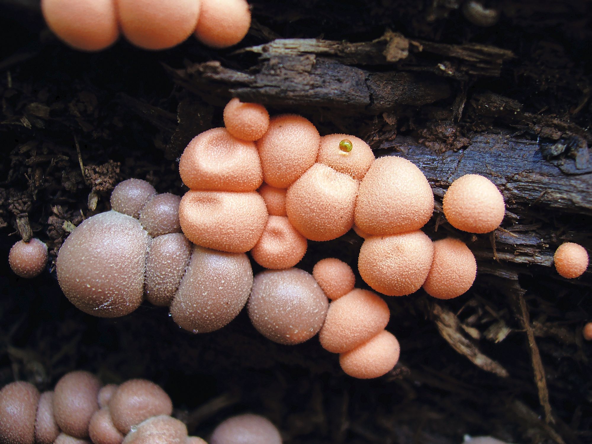 https://www.terrenature.ch/app/uploads/2025/09/9_Lycogala-epidendrum.jpeg