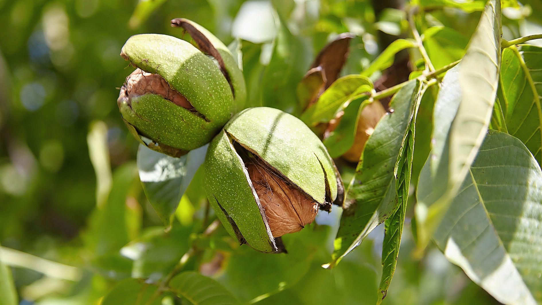 https://www.terrenature.ch/app/uploads/2025/10/05_AdobeStock_452576733.jpeg