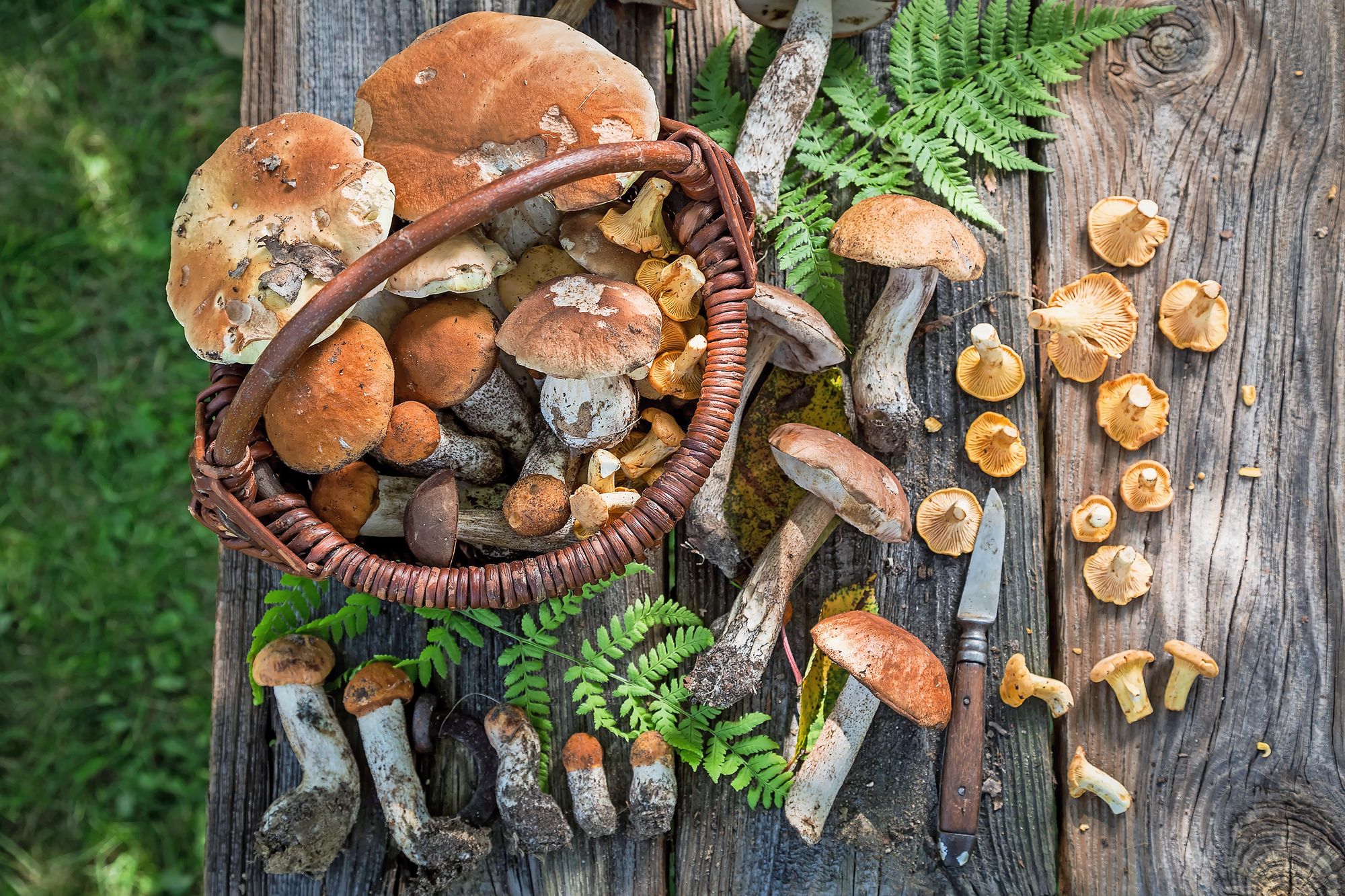 https://www.terrenature.ch/app/uploads/2025/10/07_AdobeStock_169948003.jpeg