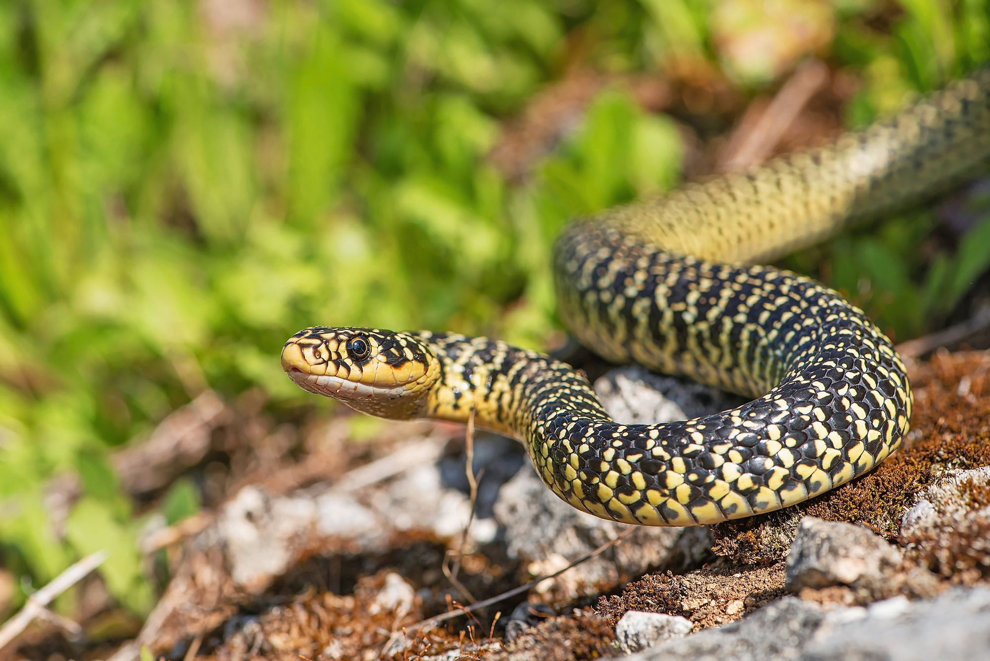 https://www.terrenature.ch/app/uploads/2025/10/09_AdobeStock_462195298.jpeg