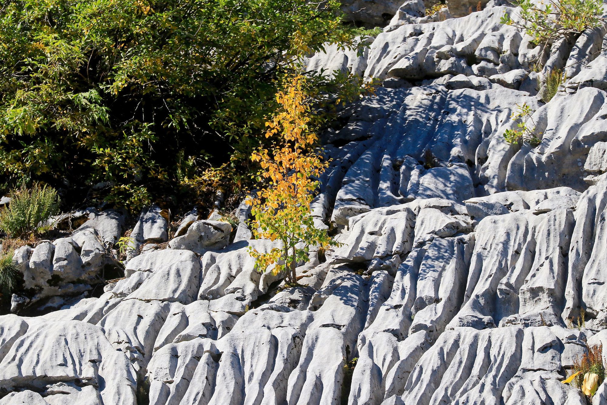 https://www.terrenature.ch/app/uploads/2025/10/11_04_geologie_lapiaz_famelon_3576.jpeg