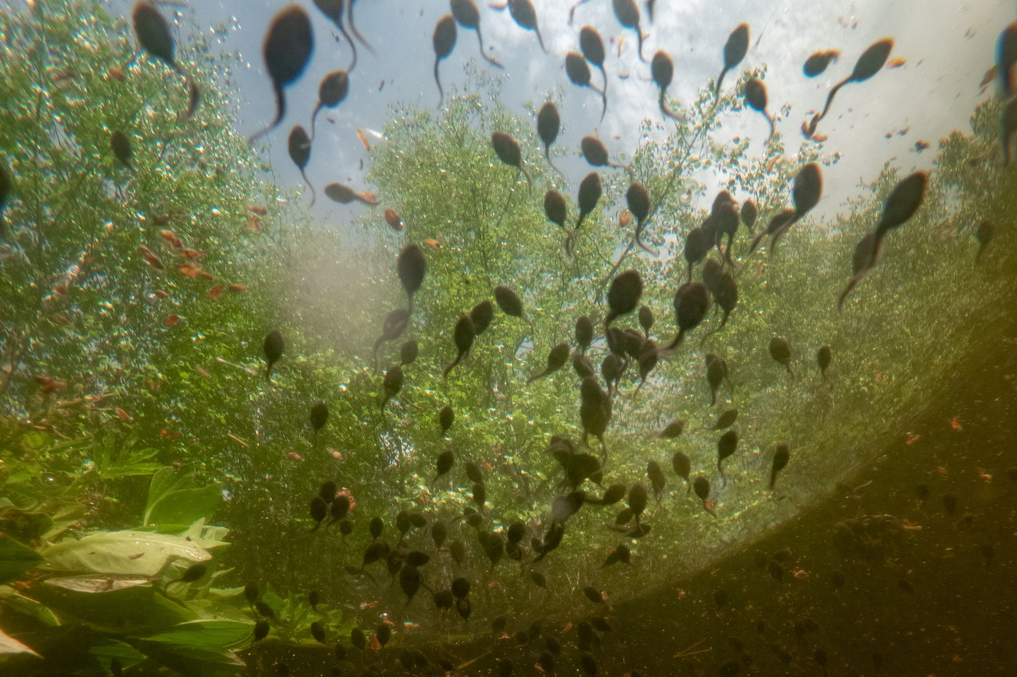https://www.terrenature.ch/app/uploads/2025/10/28_27_Cat2_VincentMorel_echoaquatique_coupdecoeur.jpeg