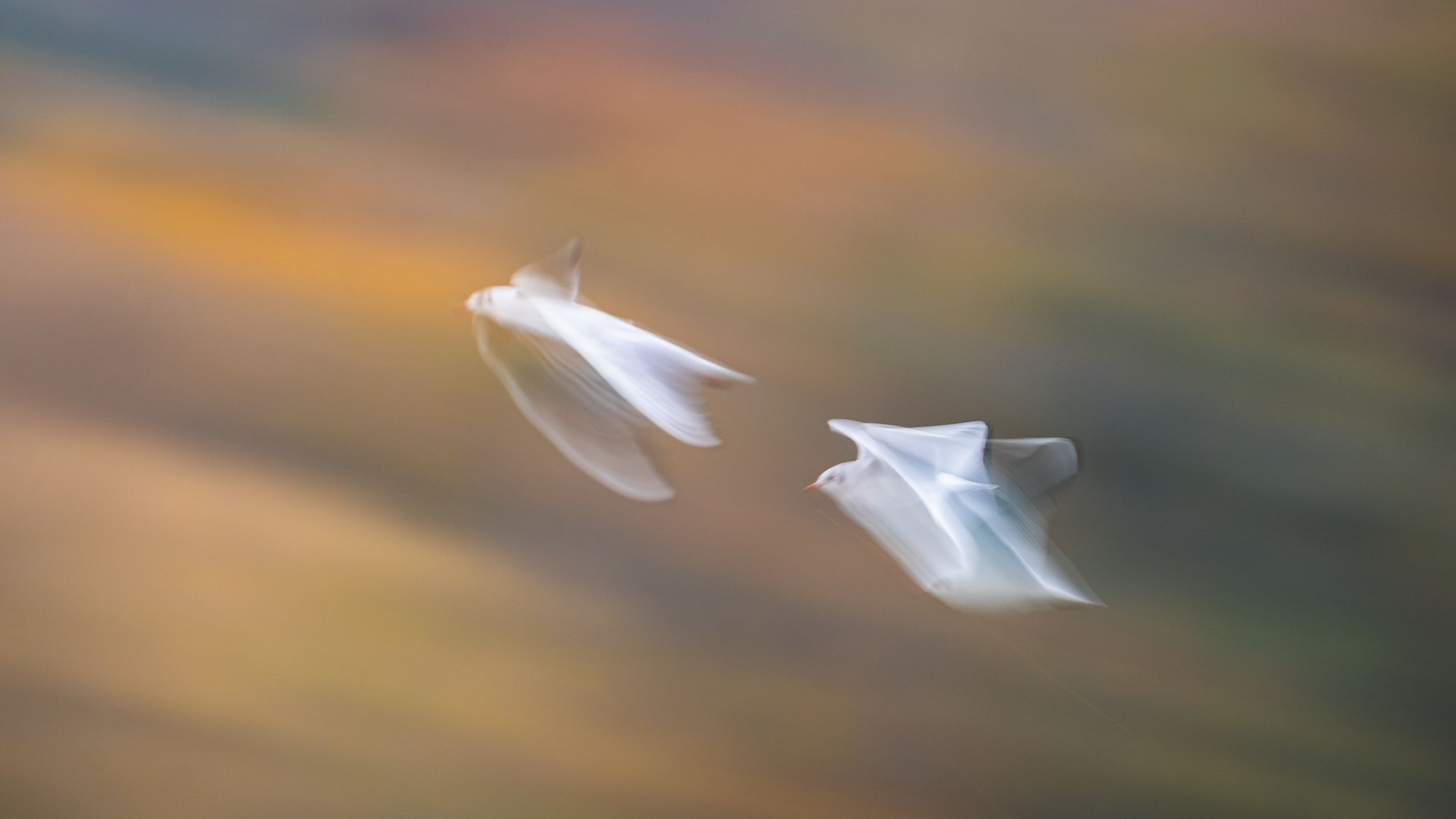 https://www.terrenature.ch/app/uploads/2025/10/28_53_Cat2_AndreMartins_Au_seuil_de_L_Invisible_gagnant.jpeg