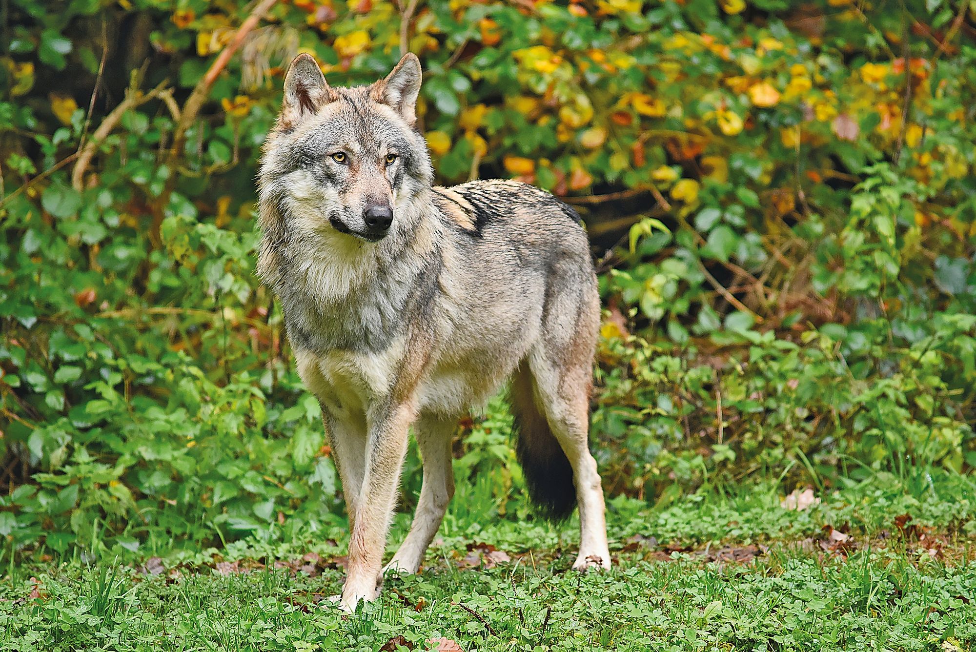https://www.terrenature.ch/app/uploads/2025/11/05_Loup_AdobeStock_1042357902.jpeg