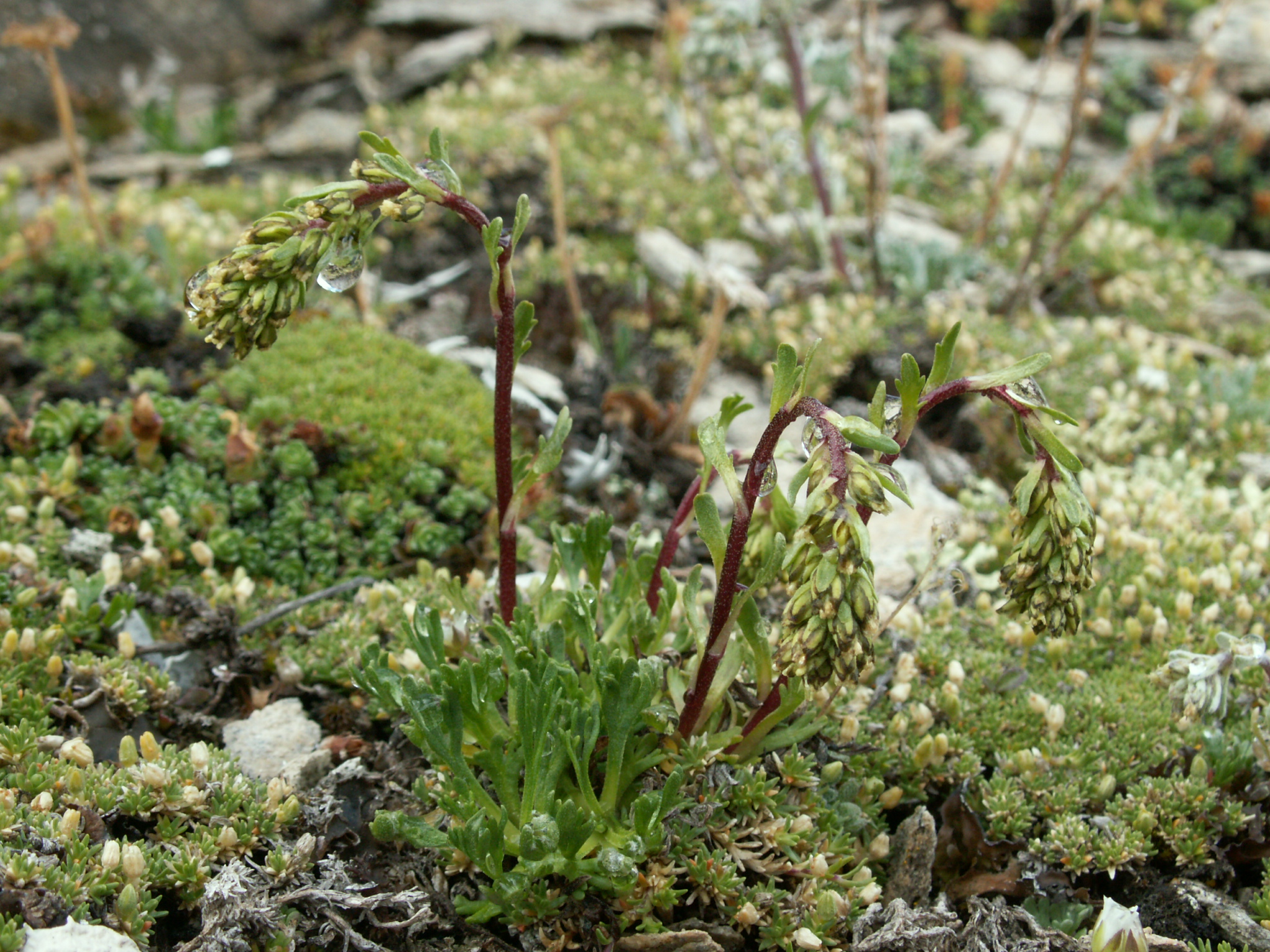 https://www.terrenature.ch/app/uploads/2026/01/20100729_zermatt_jutzim_artemisia_nivalis-3.jpg