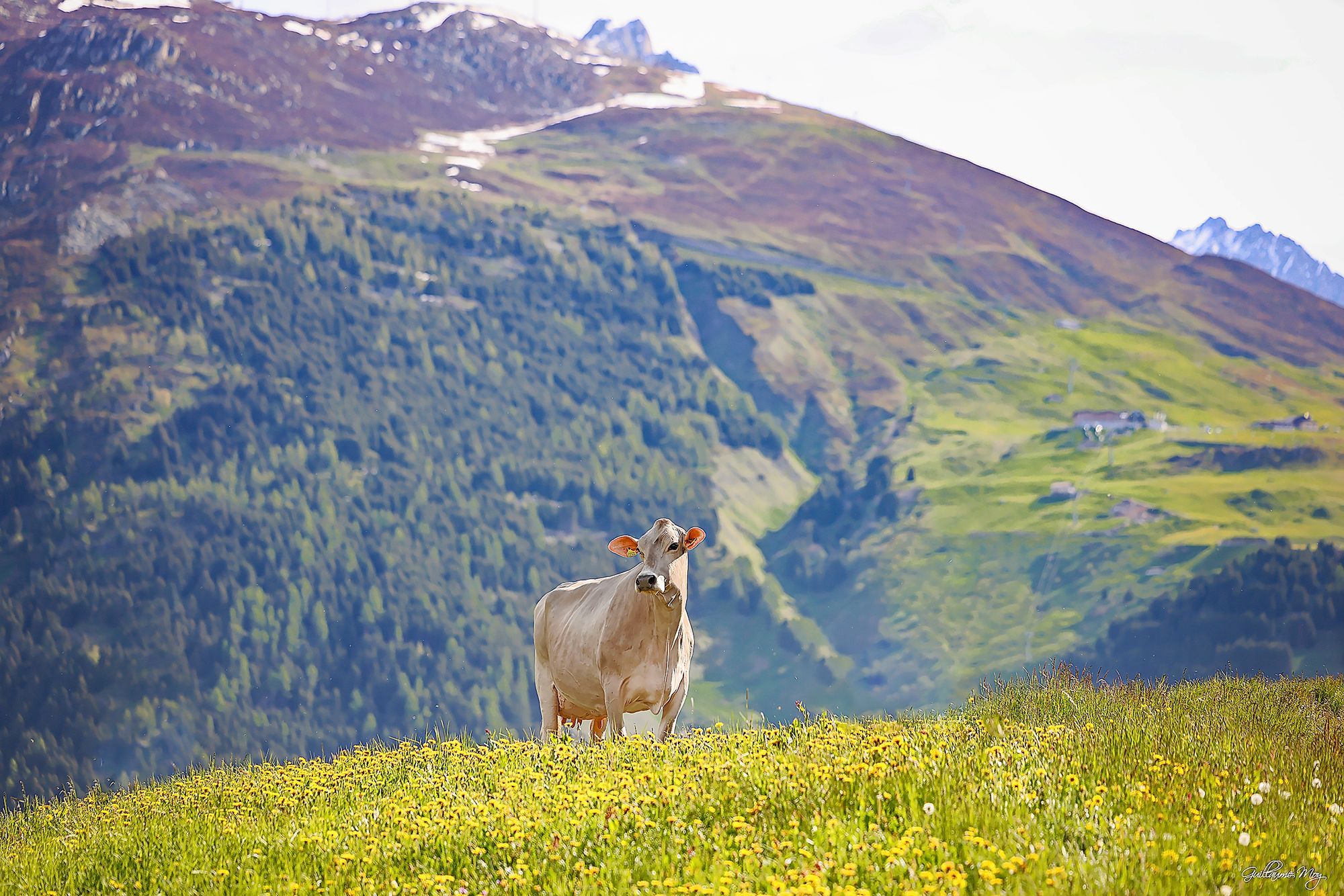 07_braunvieh-schweiz-093jpeg