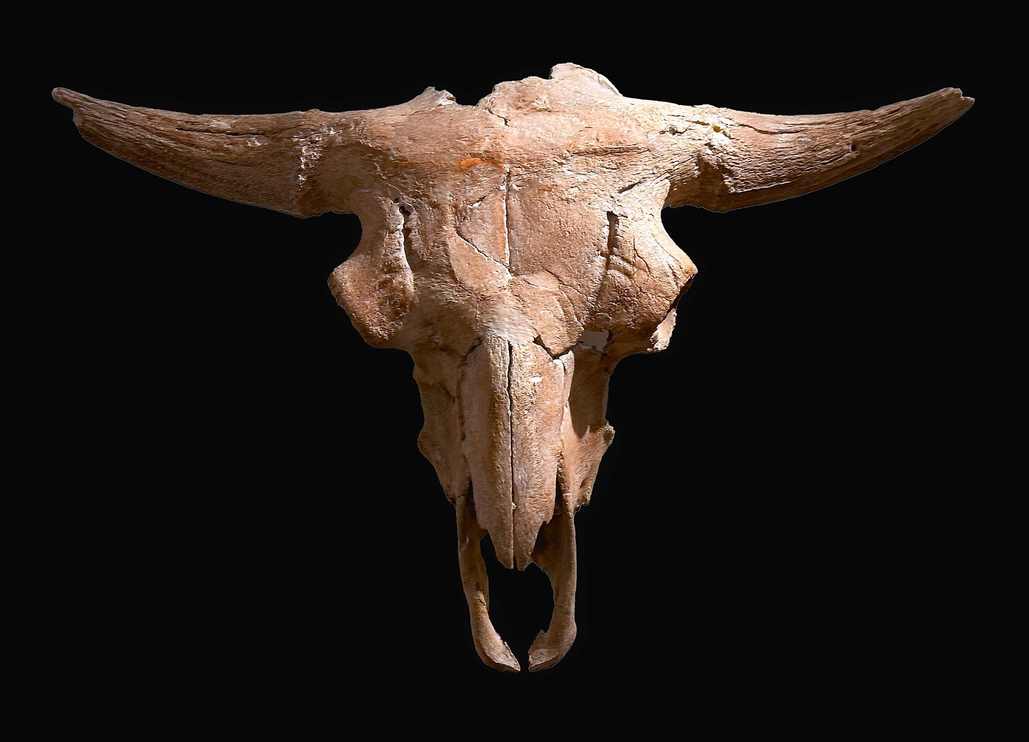 09_crane_bison_imgjpeg