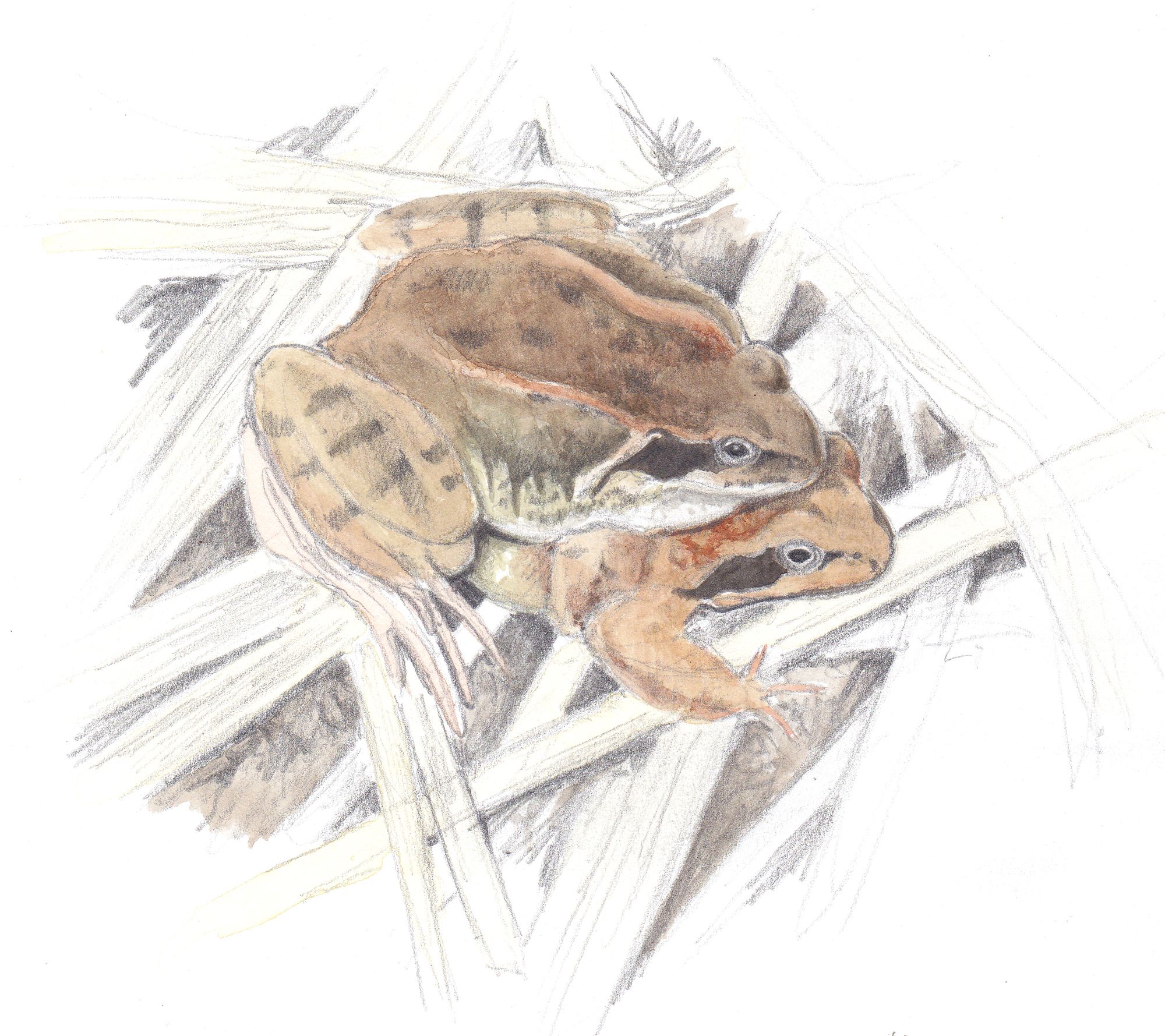 11_grenouilles-rousses1jpeg