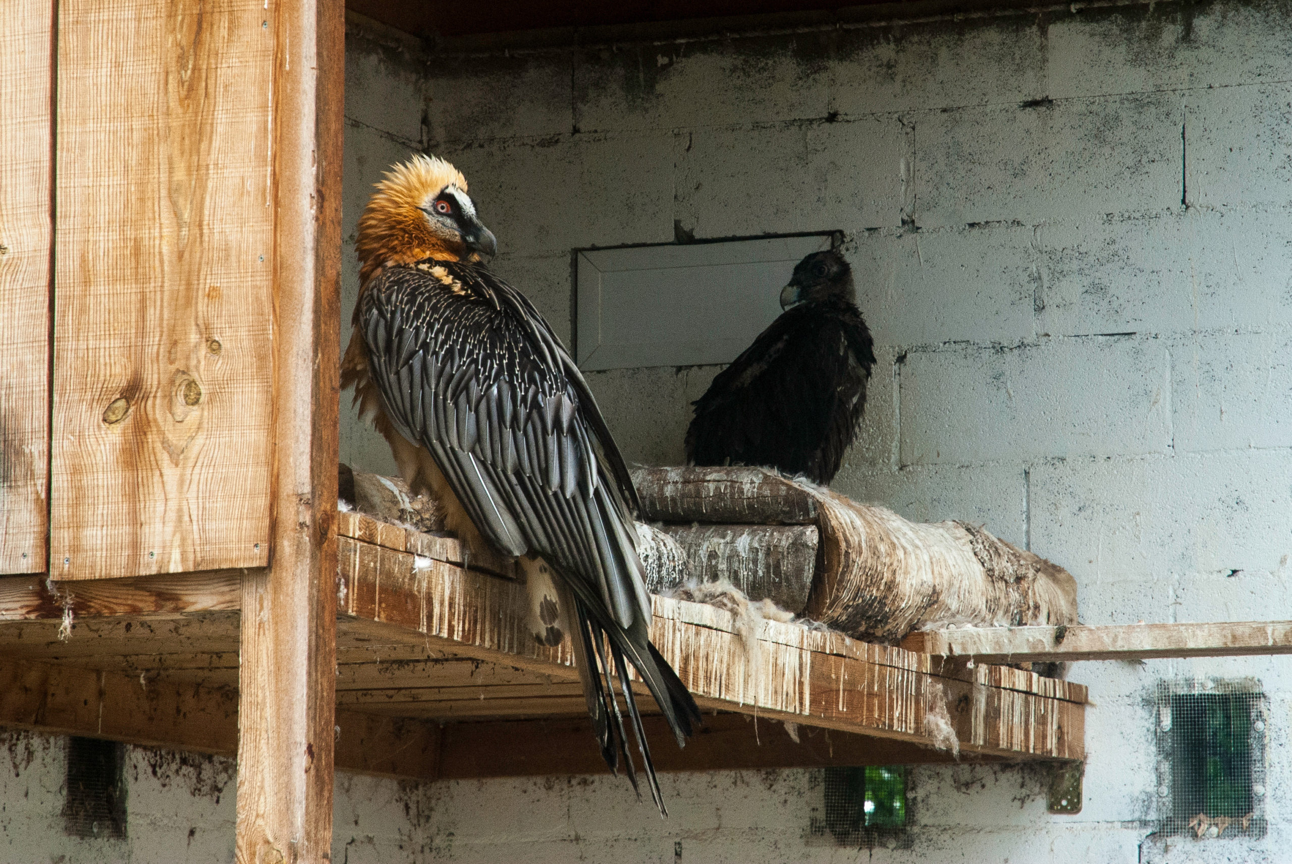 reproduction en captivité gypaète barbugypaetus barbatus bearded vulture espagne
