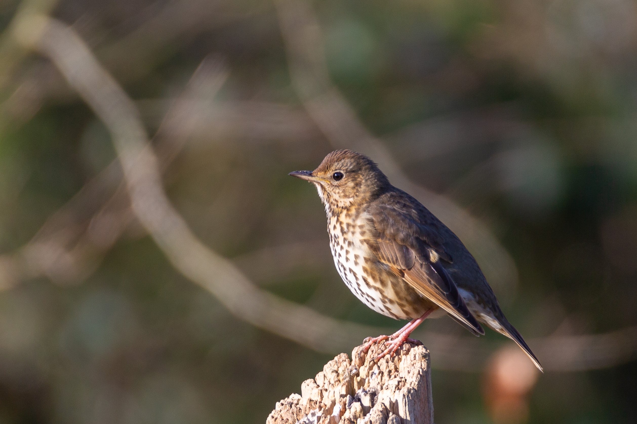 une grive musicienne