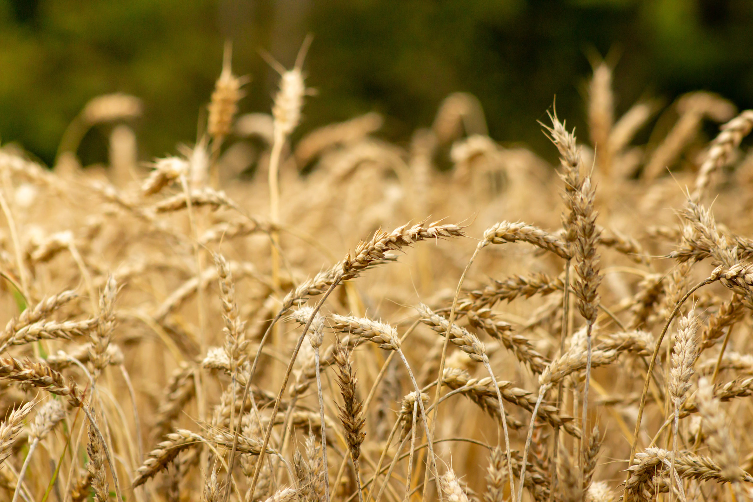 golden wheat field under sunlight summer season