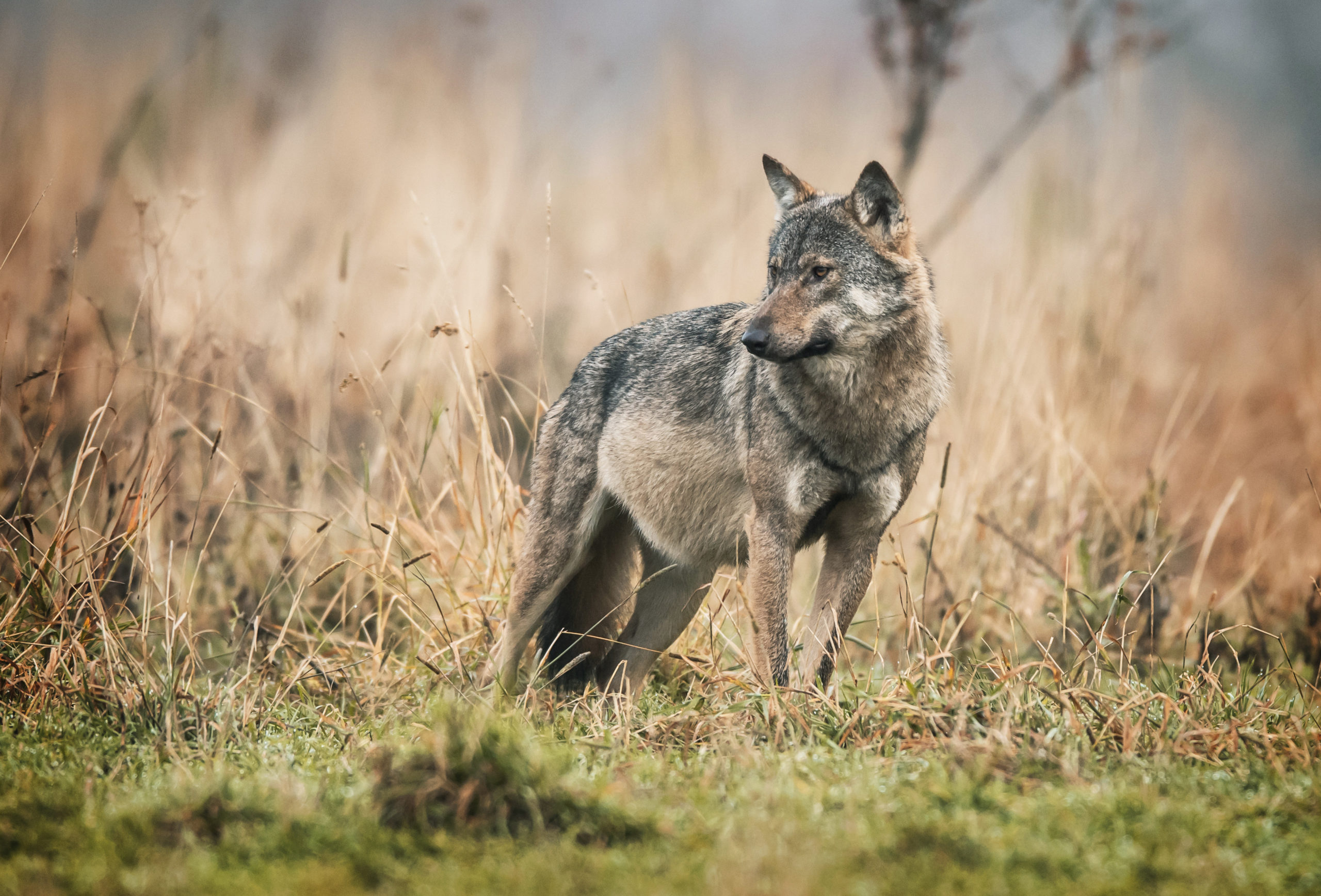 gray wolf canis lupus